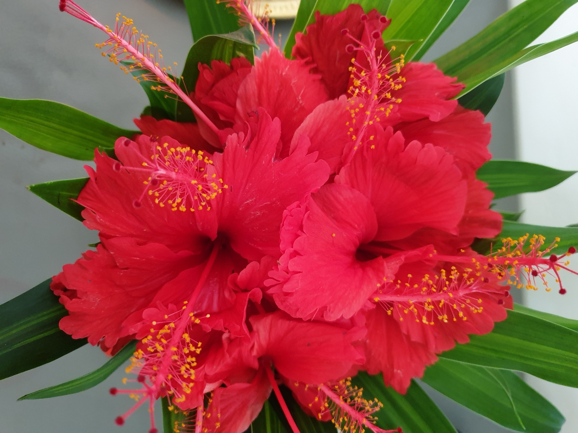 Roter Hibiskus