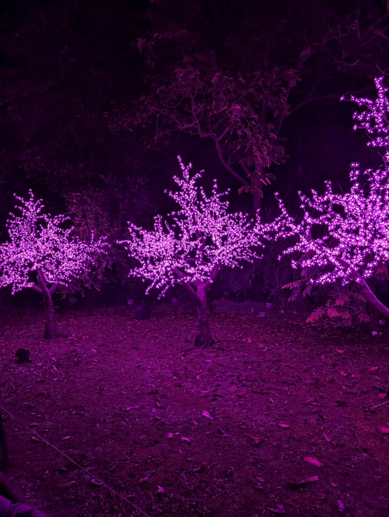 Cherry blossom tree sculptures adorned with pink flower-shaped lights