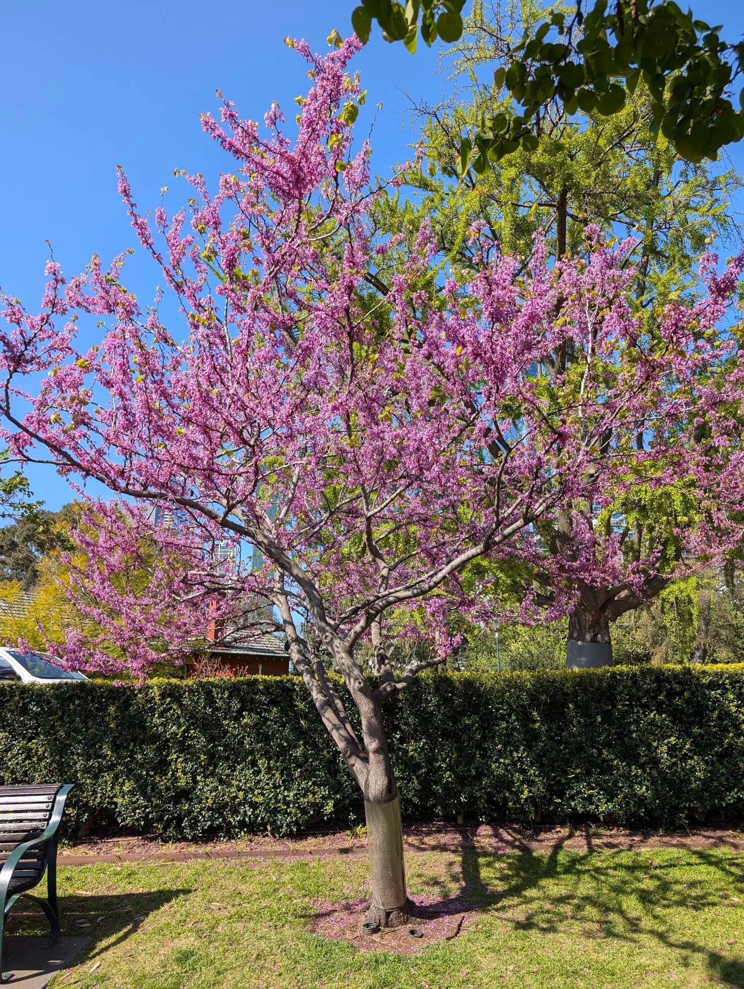 Tree with pink flowers on a sunny day in Flagstaff Gardens