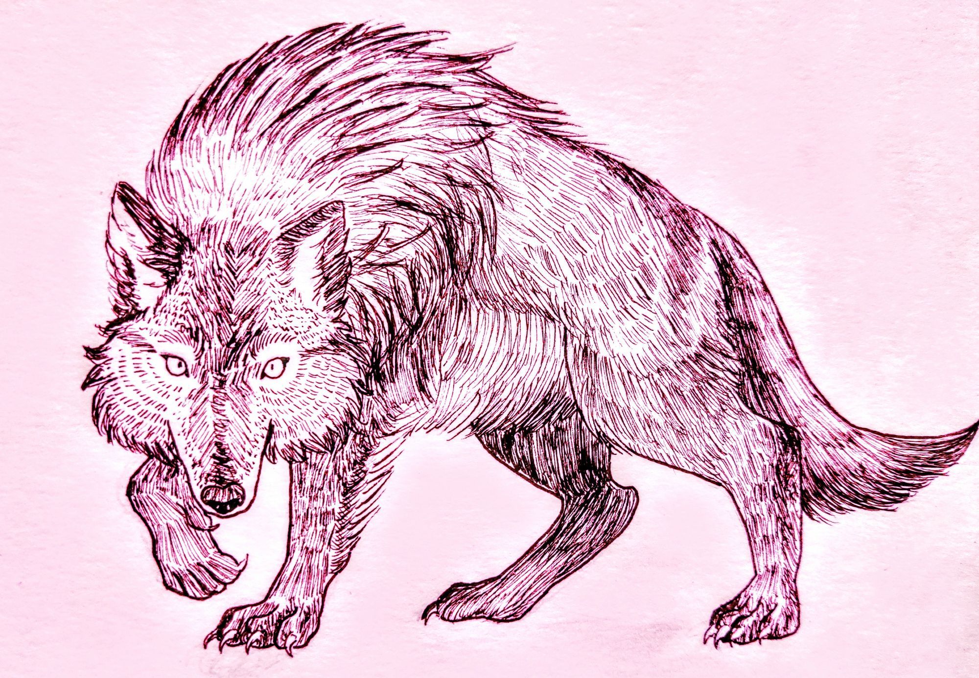 A photo of an ink drawing depicting a wolf. The wolf is prowling with a low hanging head and a raised paw, intensely looking at the viewer. The texture of the fur is done with messy directional hatching. The black ink rests on paper and markings of a pink undertone.