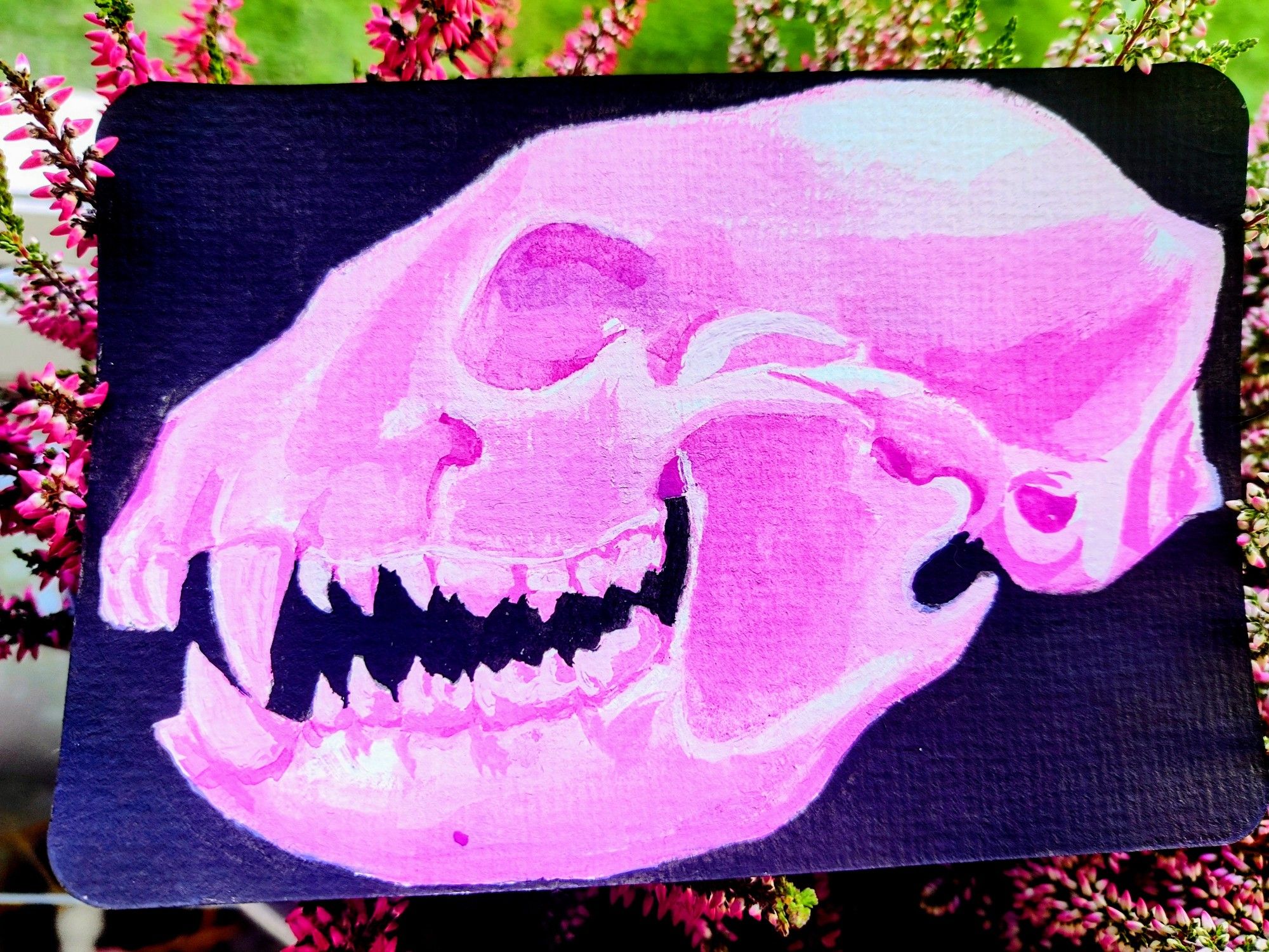 A photo of a hand painted card among heather flowers. The gouache painting depicts a sideview of a raccoon skull in the shades of pink. The background is stark even black.