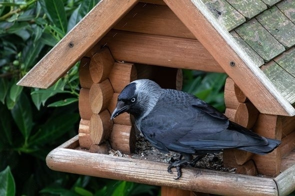 A Jackdaw stands in front of their home