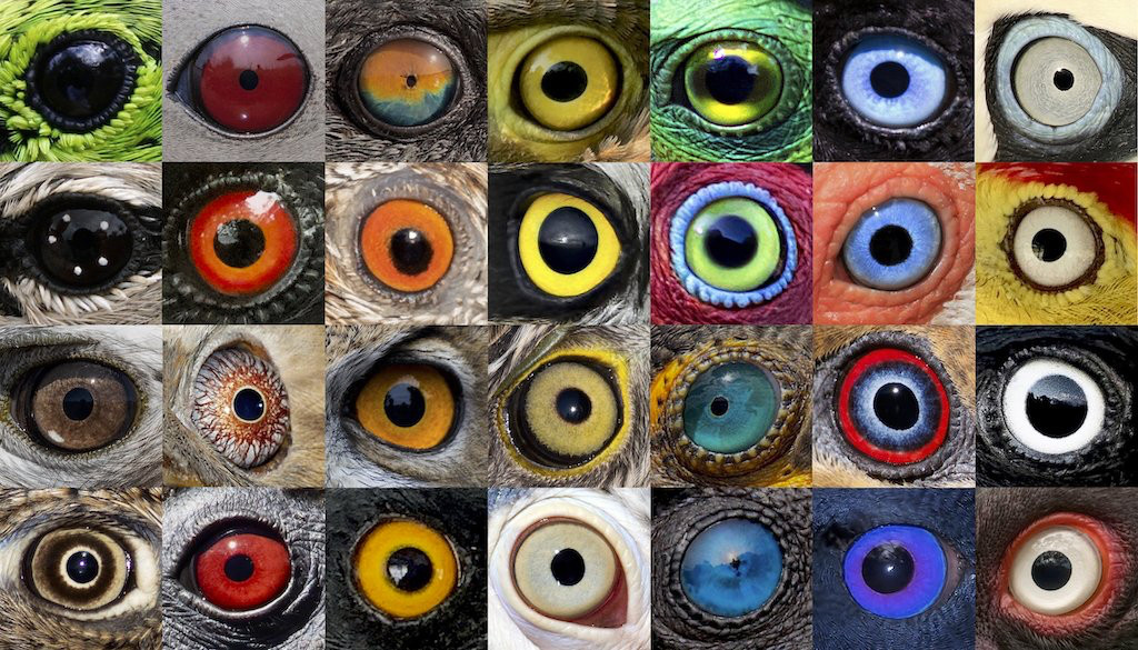 A montage if different colored avian eyes.