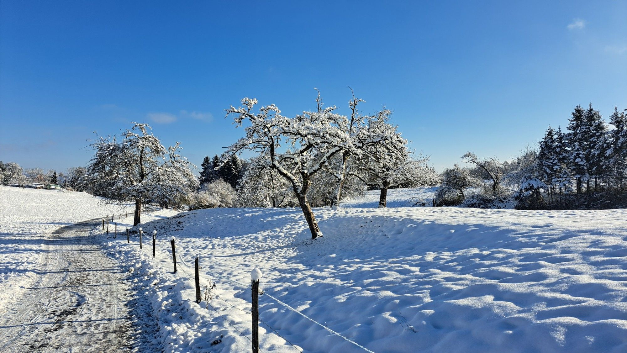 Weg, Wiese und Bäume im Schnee