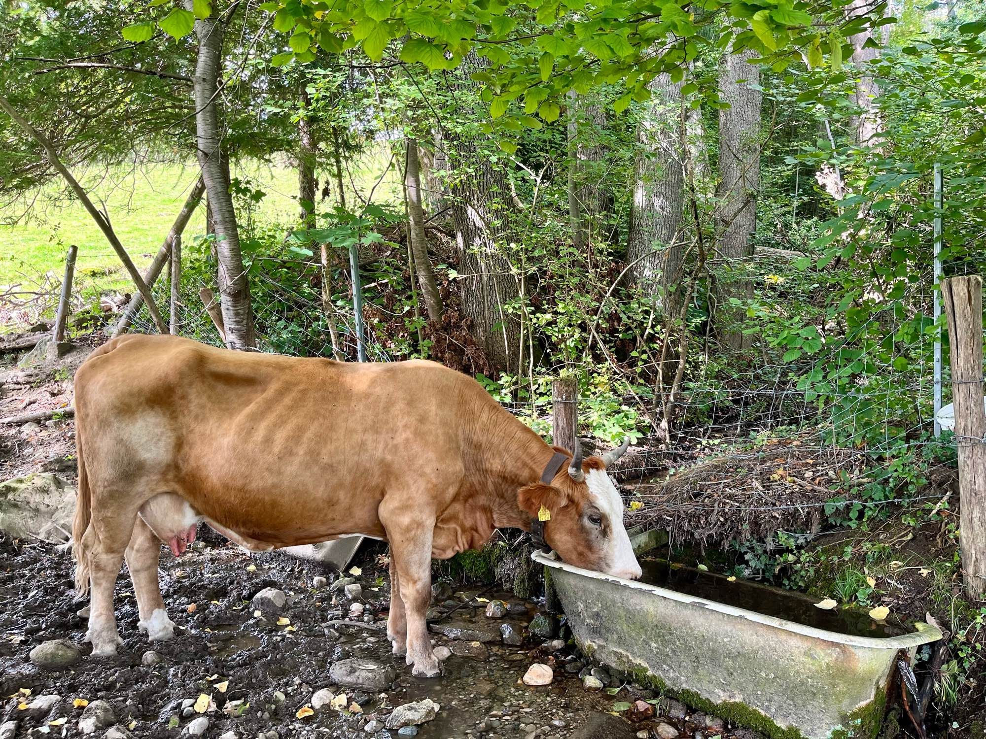 Eine braune Kuh säuft Wasser aus einer alten Badewanne.