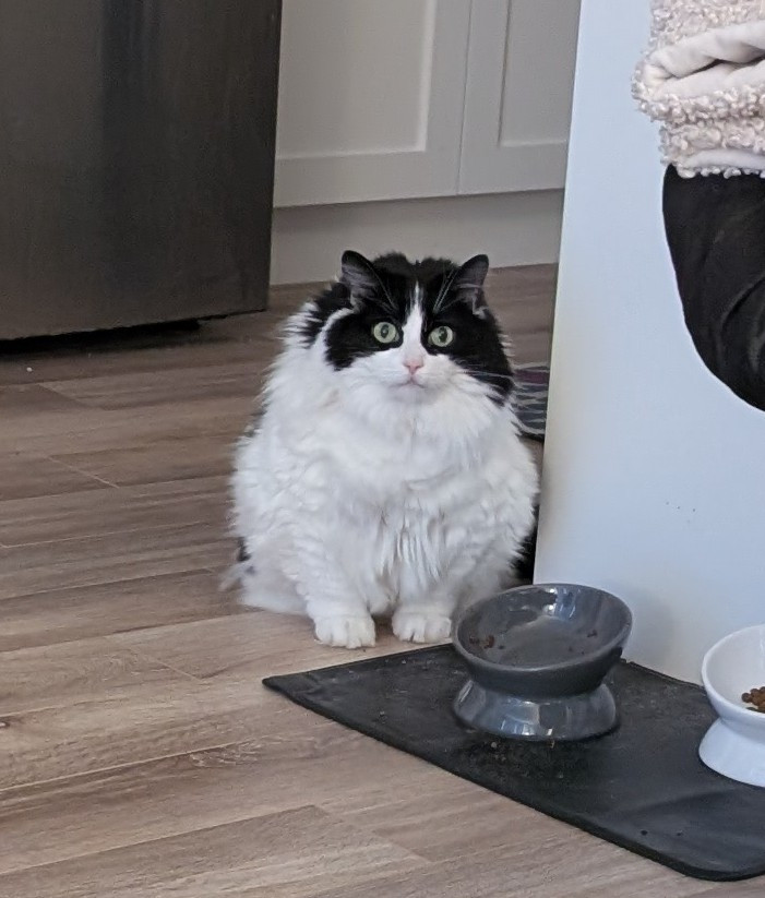 A black and white long hair tuxedo cat sits near two food dishes. One is empty, the other has dry kibble. She had a look on her face like she has never been fed in her life. Pack your bags, we're going on a guilt trip. 