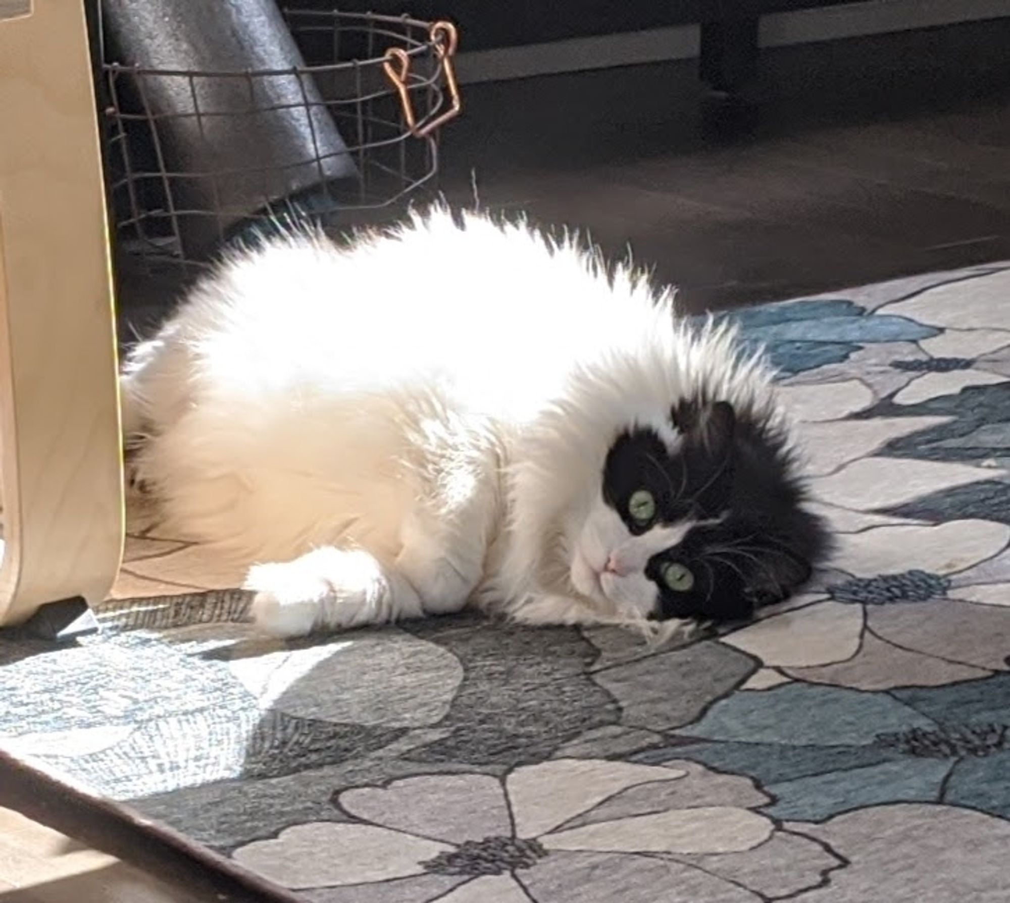 A black and white long haired tuxedo cat lies on a blue floral rug on her side. Her body is in a sunbeam and looks extremely bright white and fluffy.