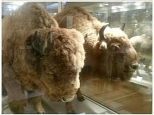 Two taxidermied bison