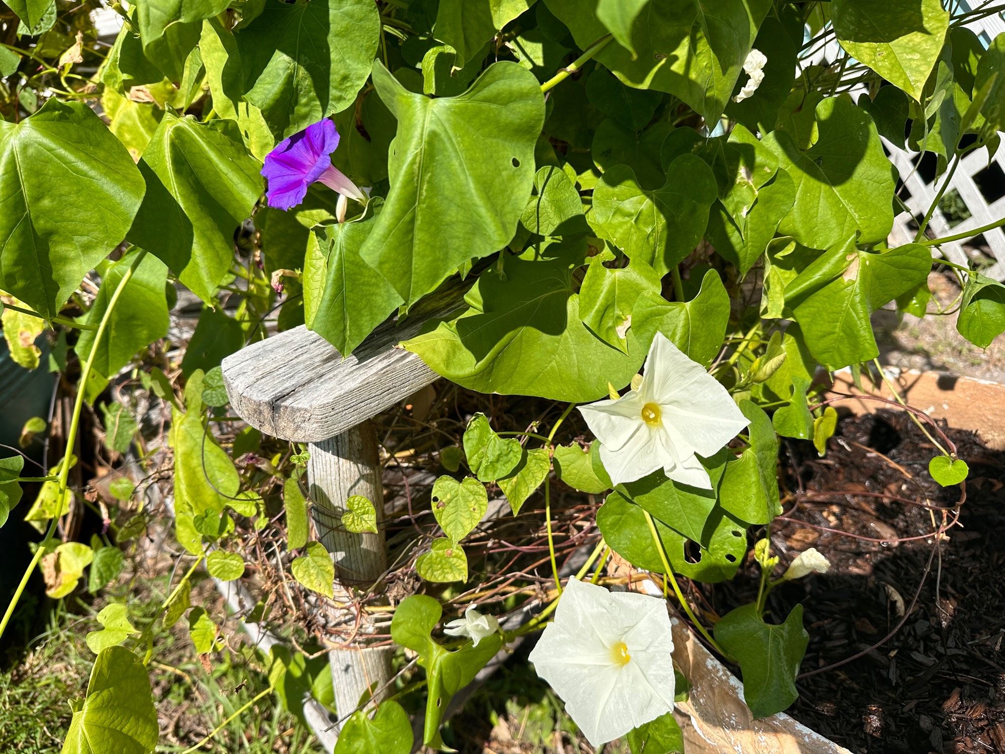 White & deep purple morning glory blooms on vines covering an old wooden chair