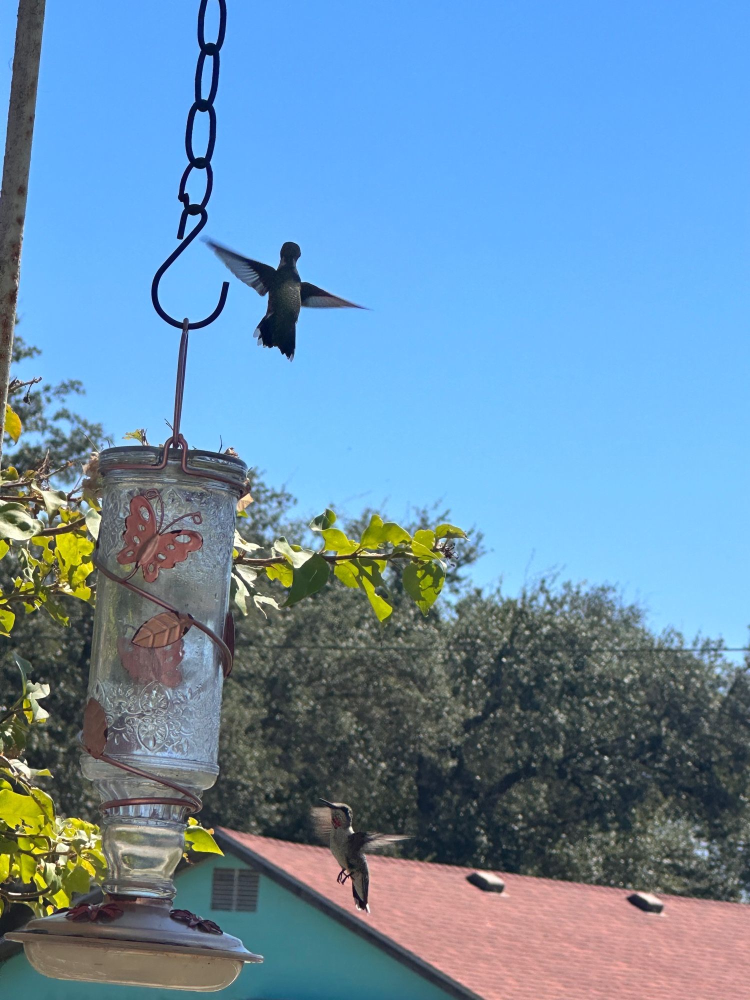 2 hummingbirds flying around feeder