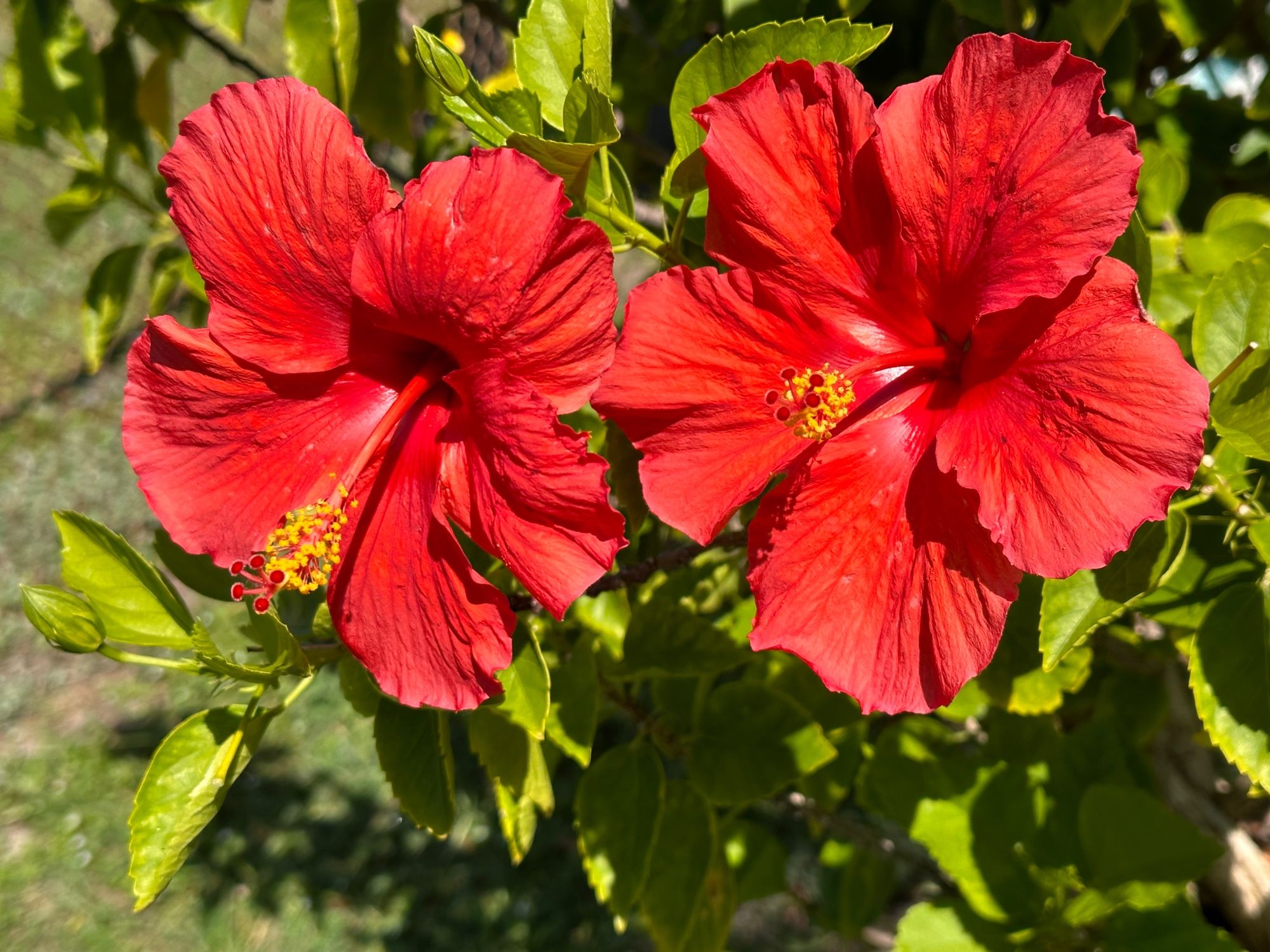 2 red hibiscus blooms