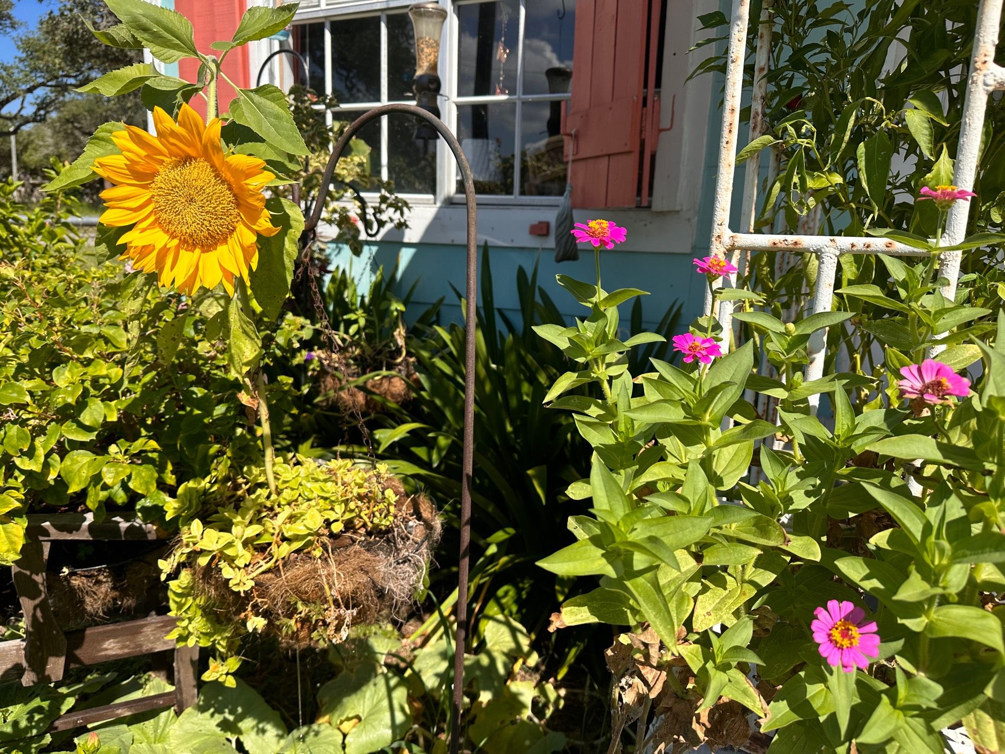 Sunflower & pink zinnias blooming in front of the house