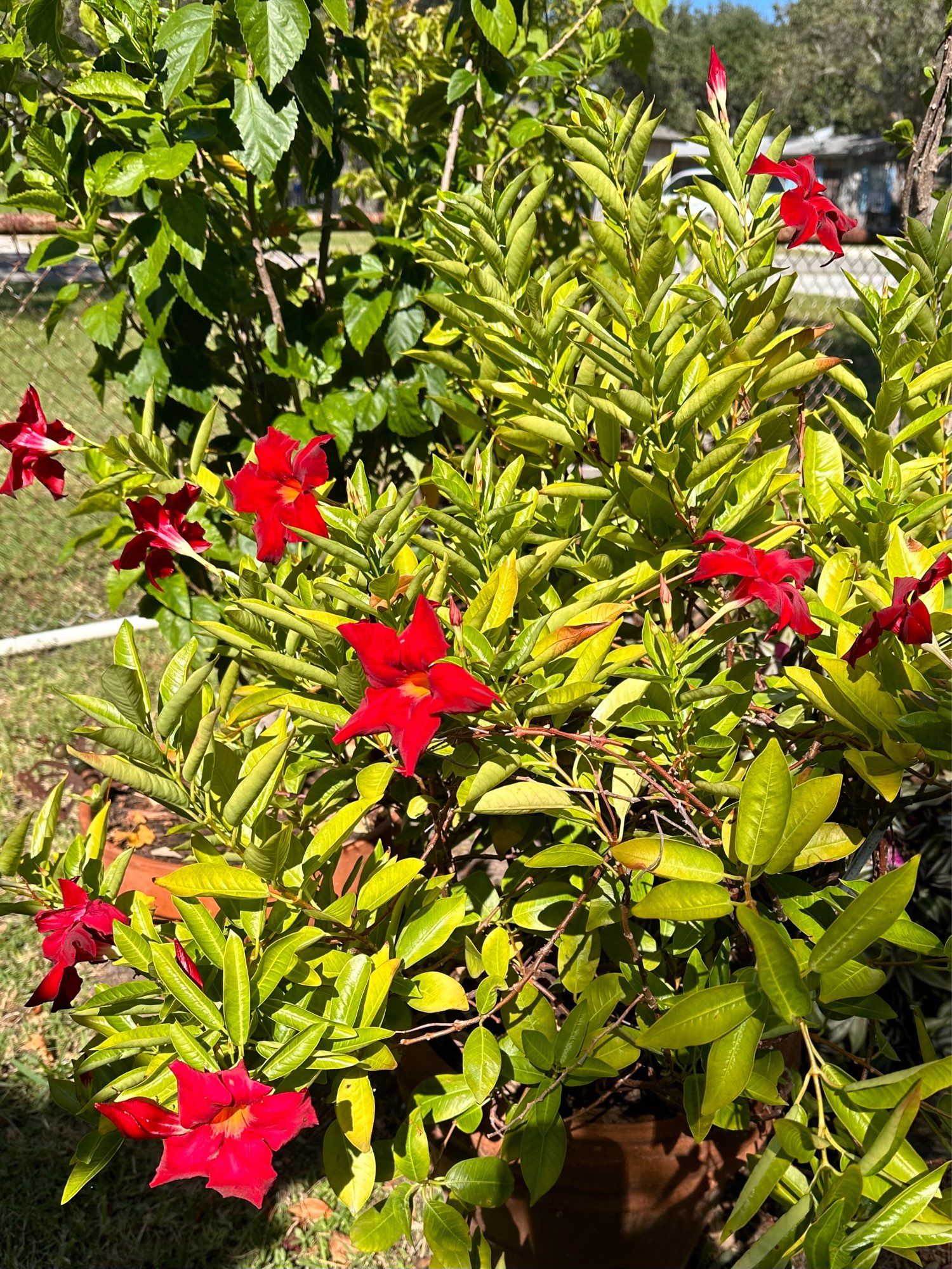 Deep red mandevilla blooms on potted plant