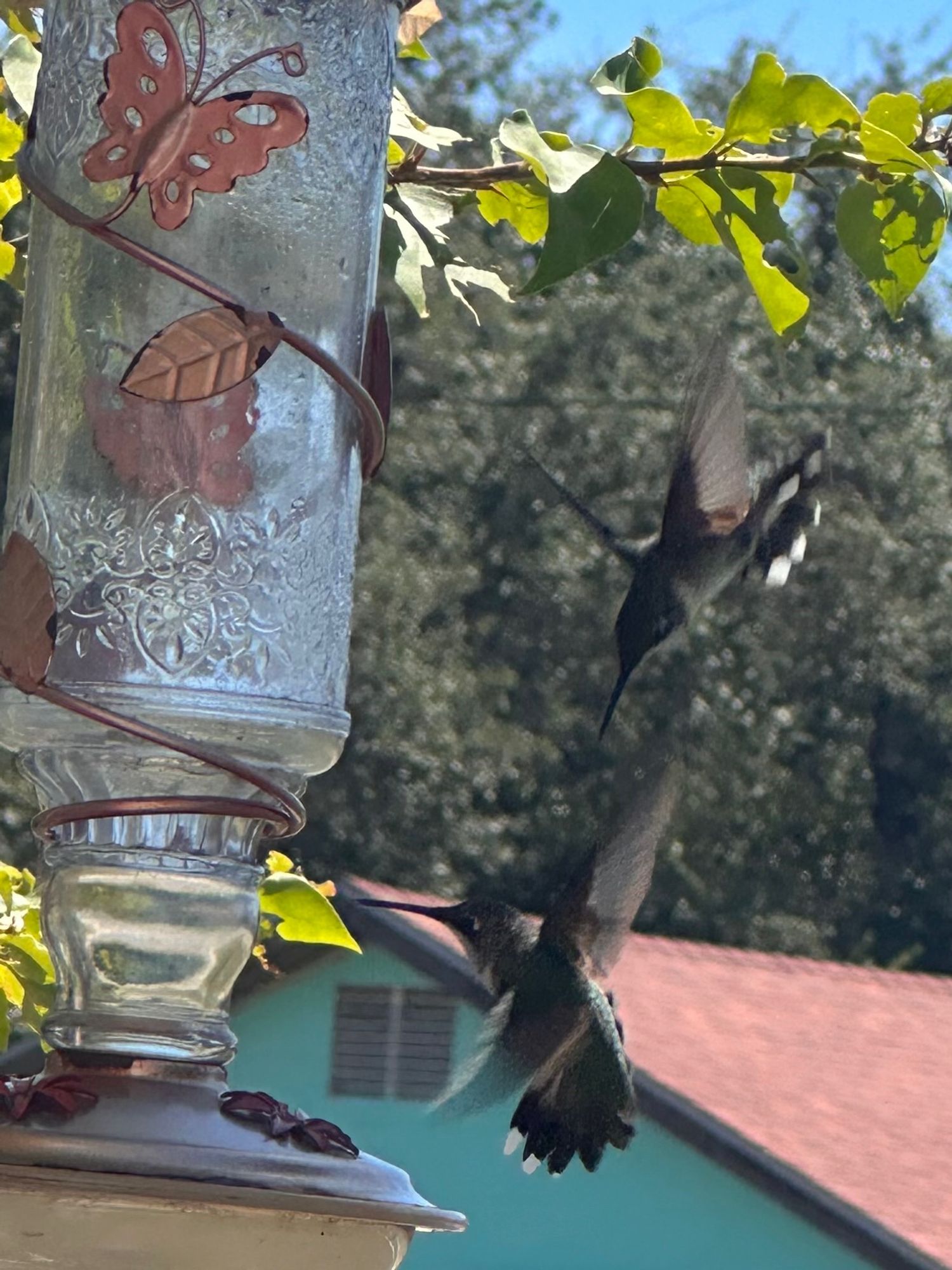 2 hummingbirds caught mid flight at feeder