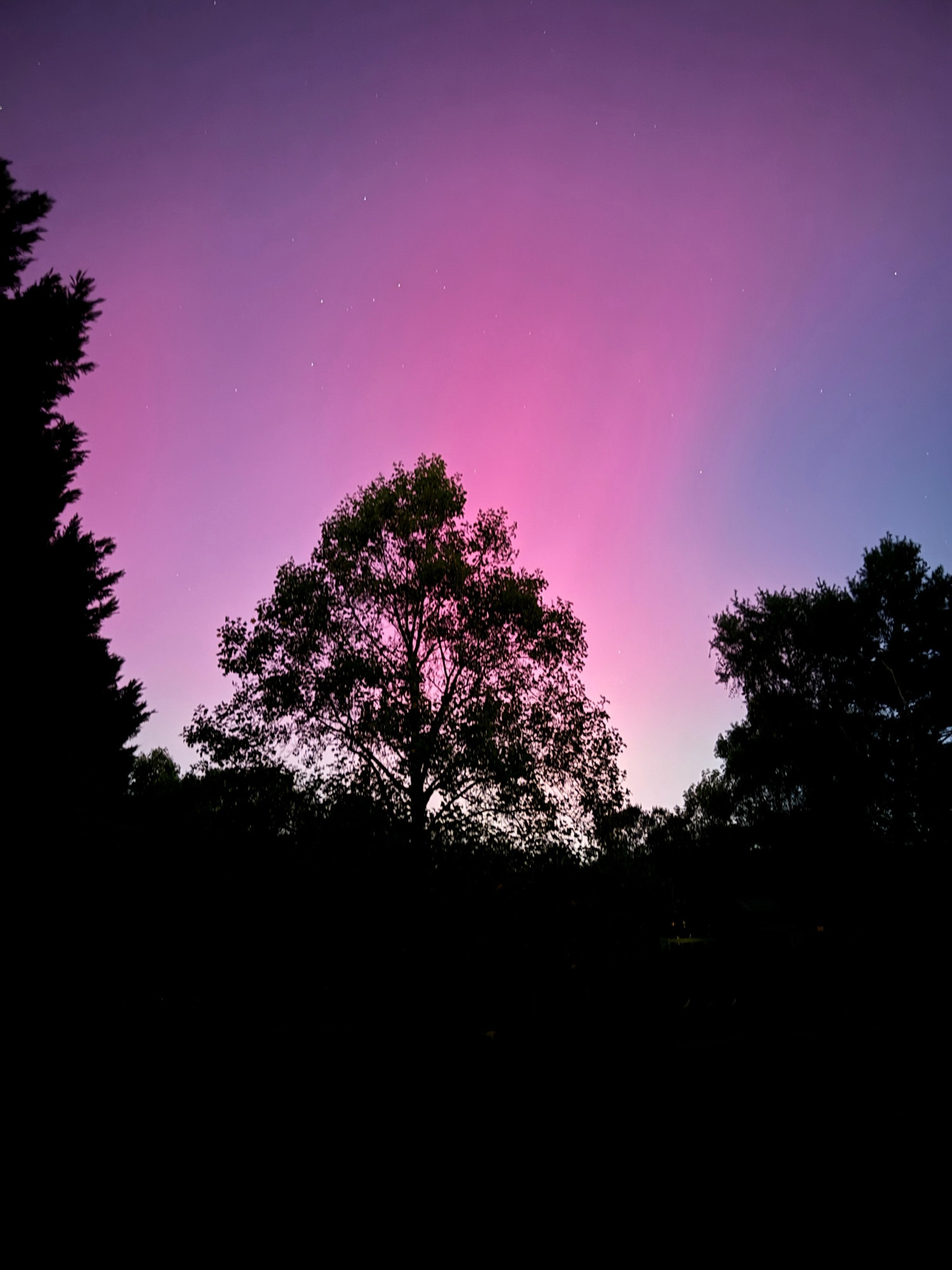 A pink and purple and green and blue sky with silhouetted trees in the foreground.