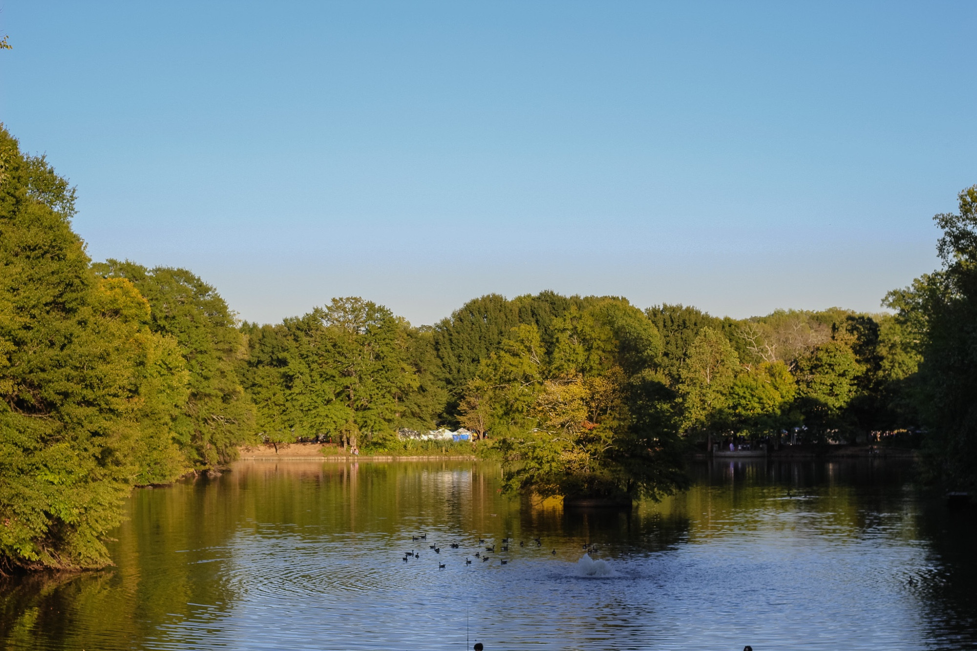 a landscape shot of the lake at Piedmont Park in Atlanta, Georgia. there are lush, green trees surrounding the lake's edge, with one tree prominently in the center. a flock of ducks are swimming on the lake's lightly rippling surface.