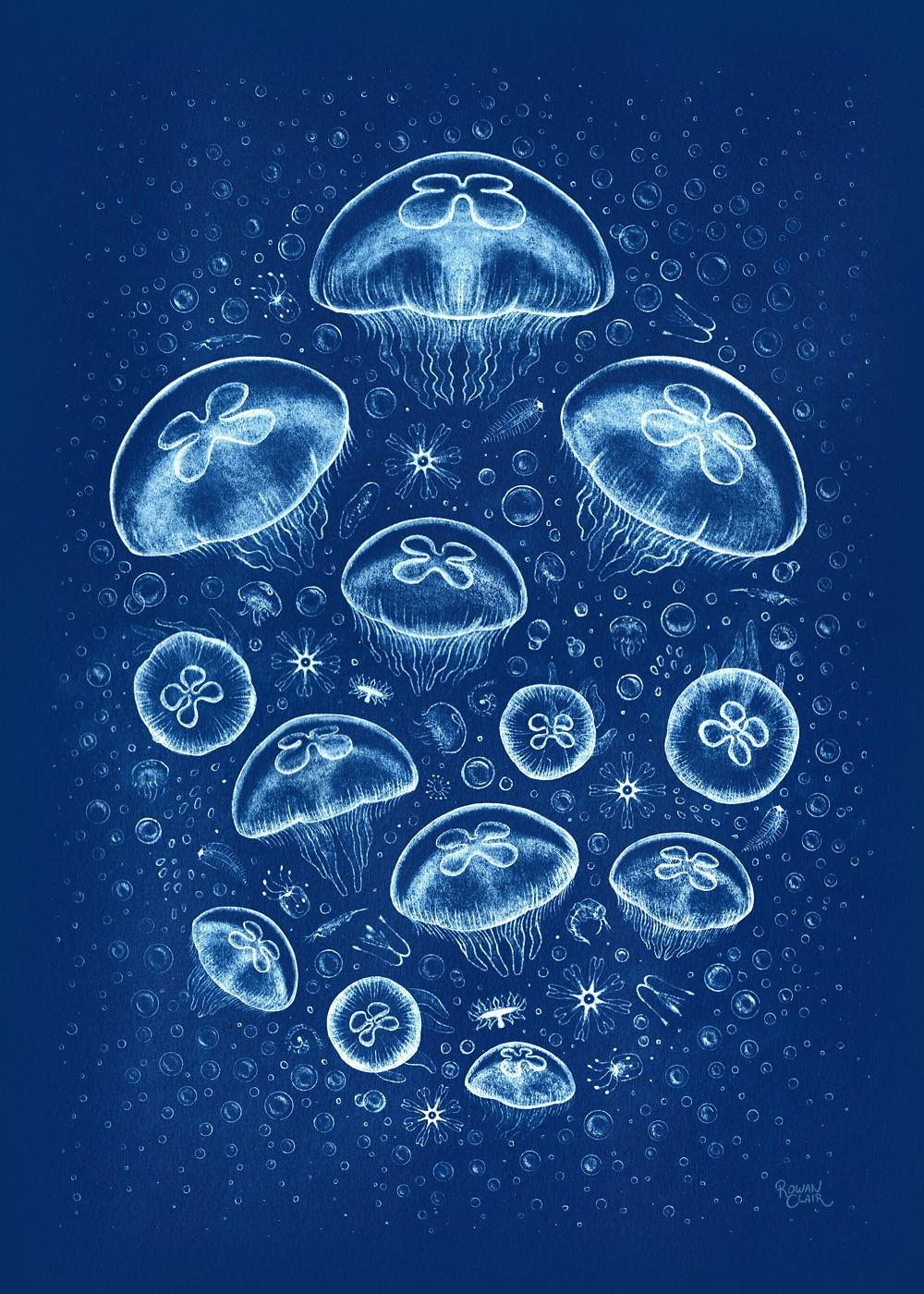 A cyanotype print with moon jellyfish and plankton.