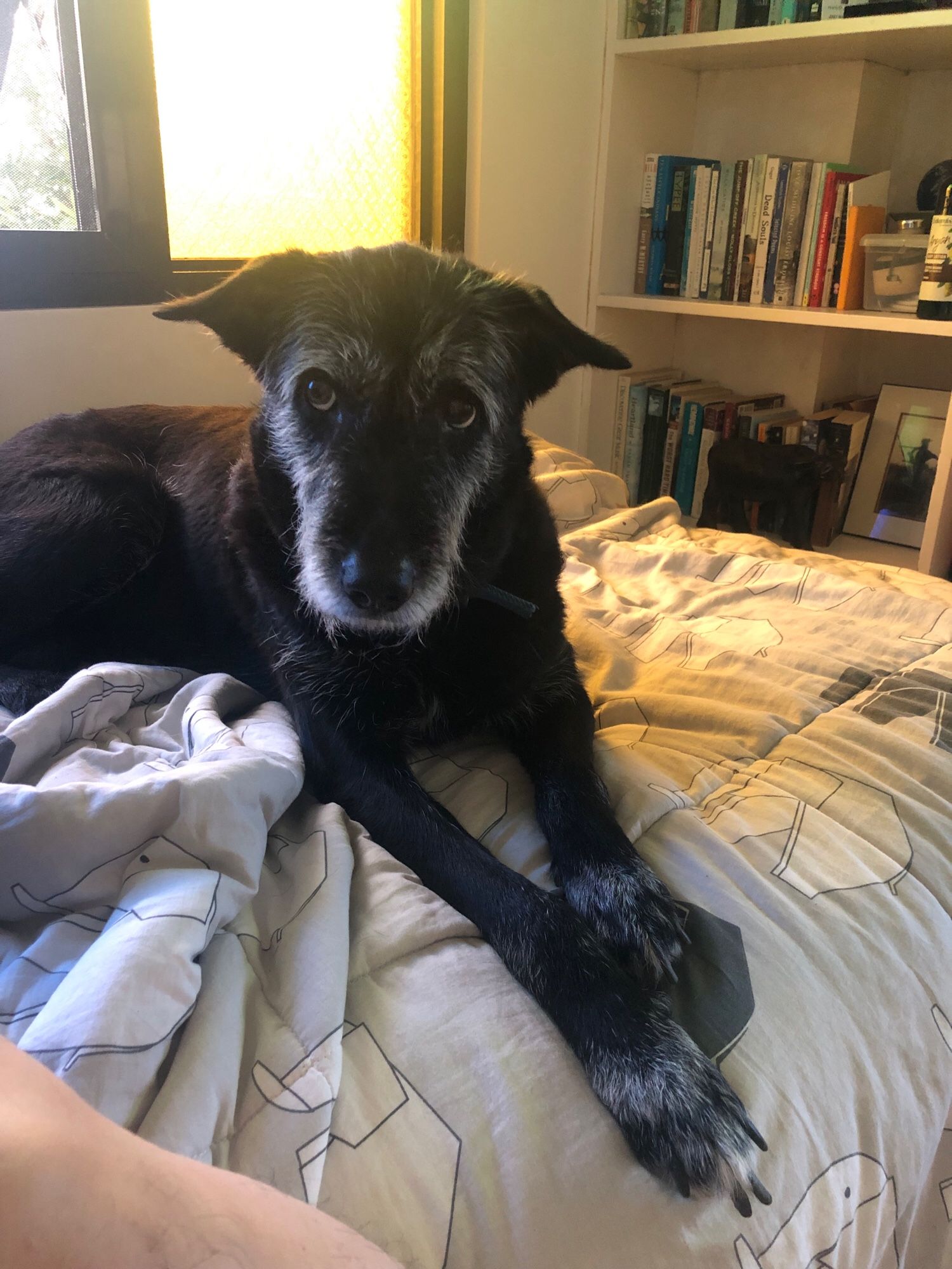 Jackie, a black aspin dog, sits demurely atop a bed.