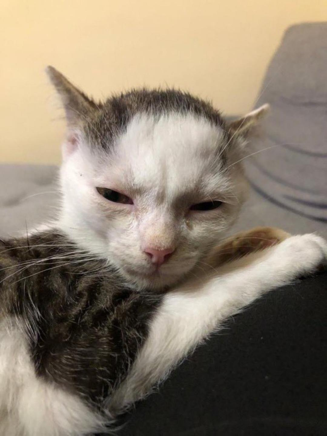 cat with fur pattern that makes it look like it has a receding hairline