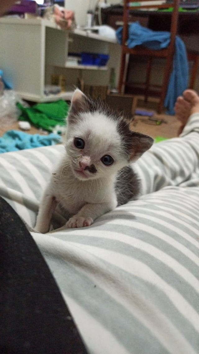 cat with a fur pattern that makes it look like it has a receding hairline