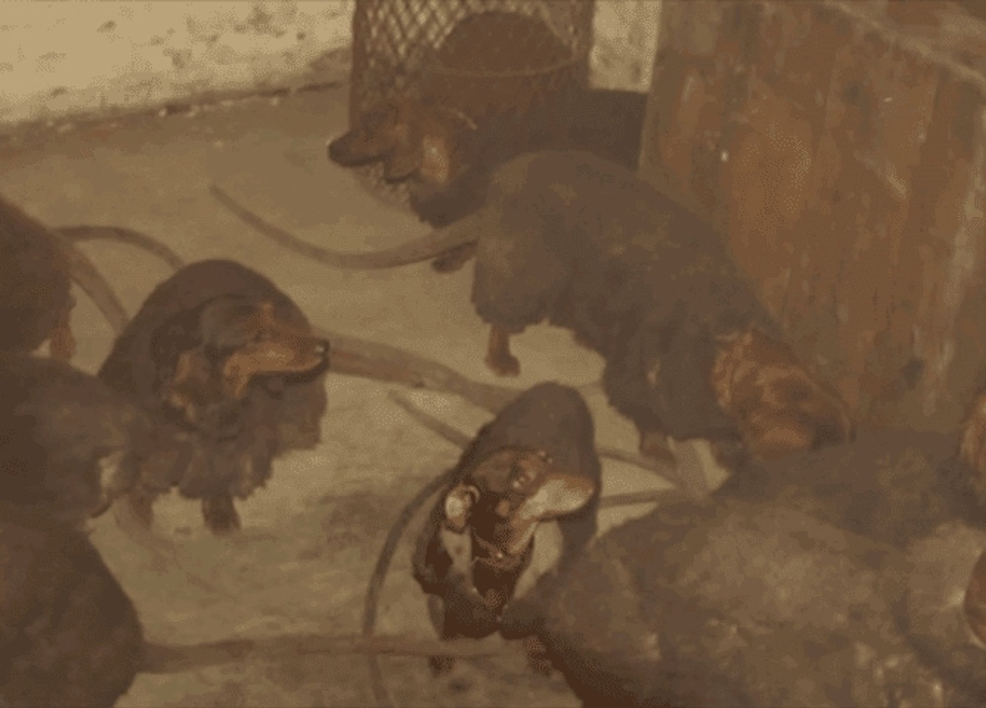 Behind the scenes picture of dachshunds in rat costumes, patiently waiting for the director to explain their motivations.