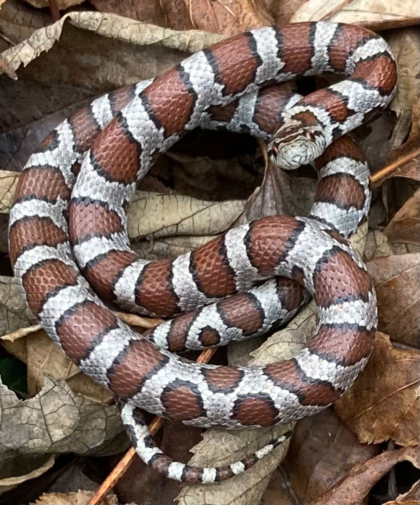 Juvenile milk snake curled up. Red bands with black borders, alternating with silvery white bands.