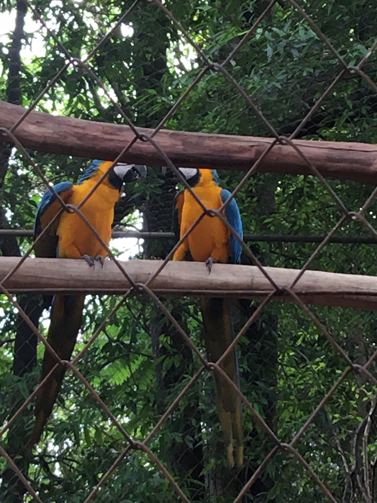 Outro casal de araras Canindé 