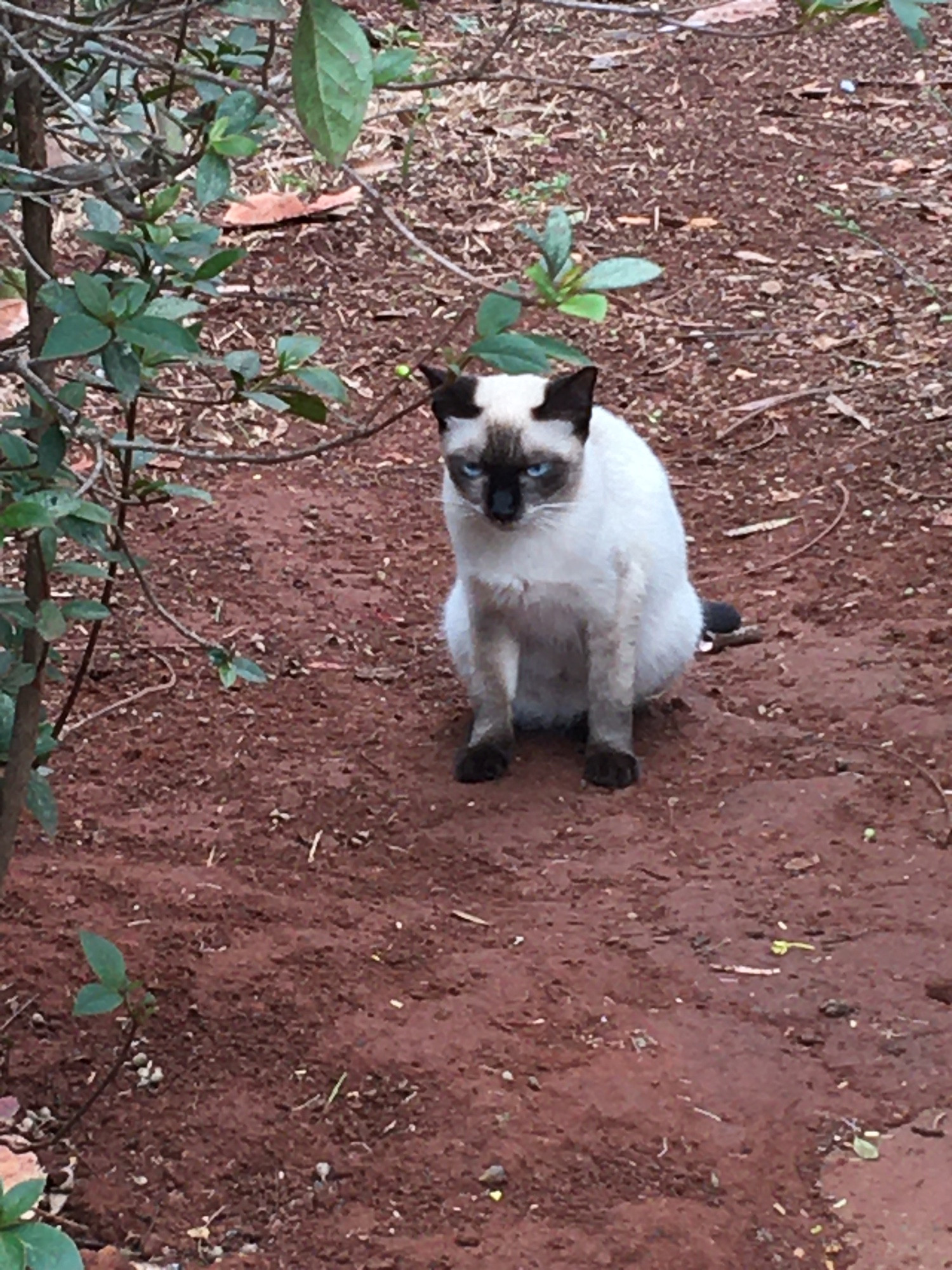 Um gato branco com cara preta sentado e reflexivo 