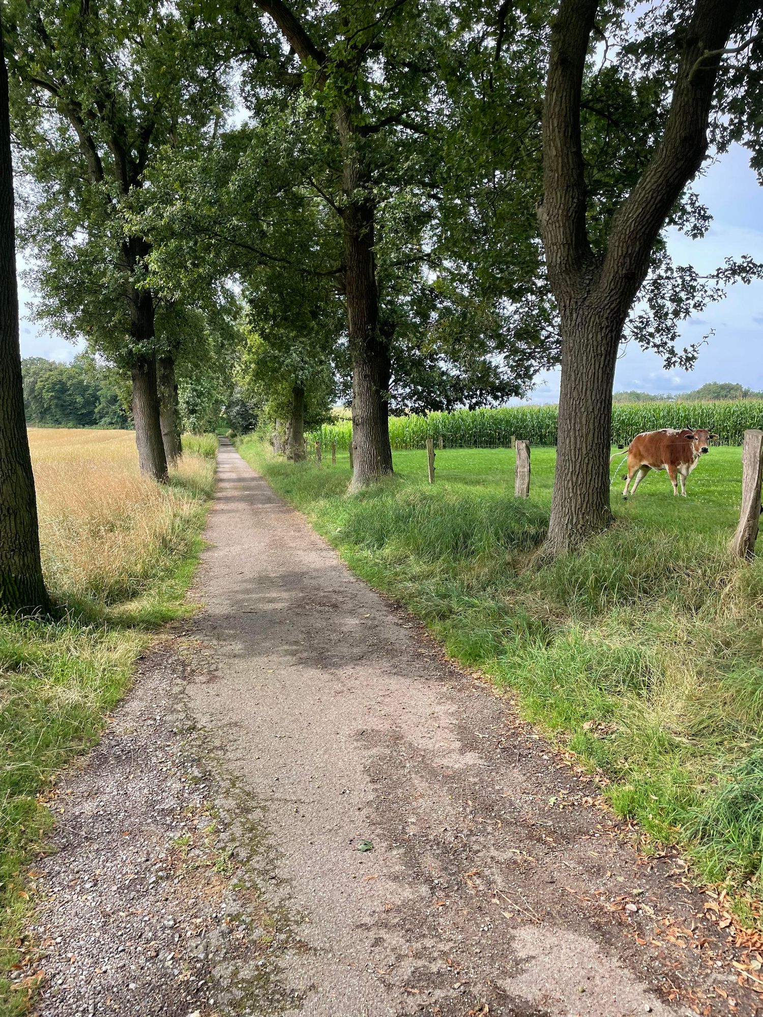 Baumallee am Fürstenberg in Xanten bei sonnigem Wetter. Links ein Kornfeld, rechts eine Wedefläche mit einem Rind. 