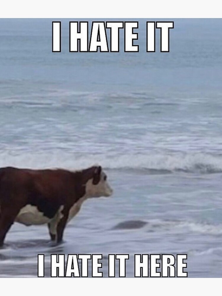 Image is of a brown and white cow looking at the ocean and the caption reads I HATE IT HERE.