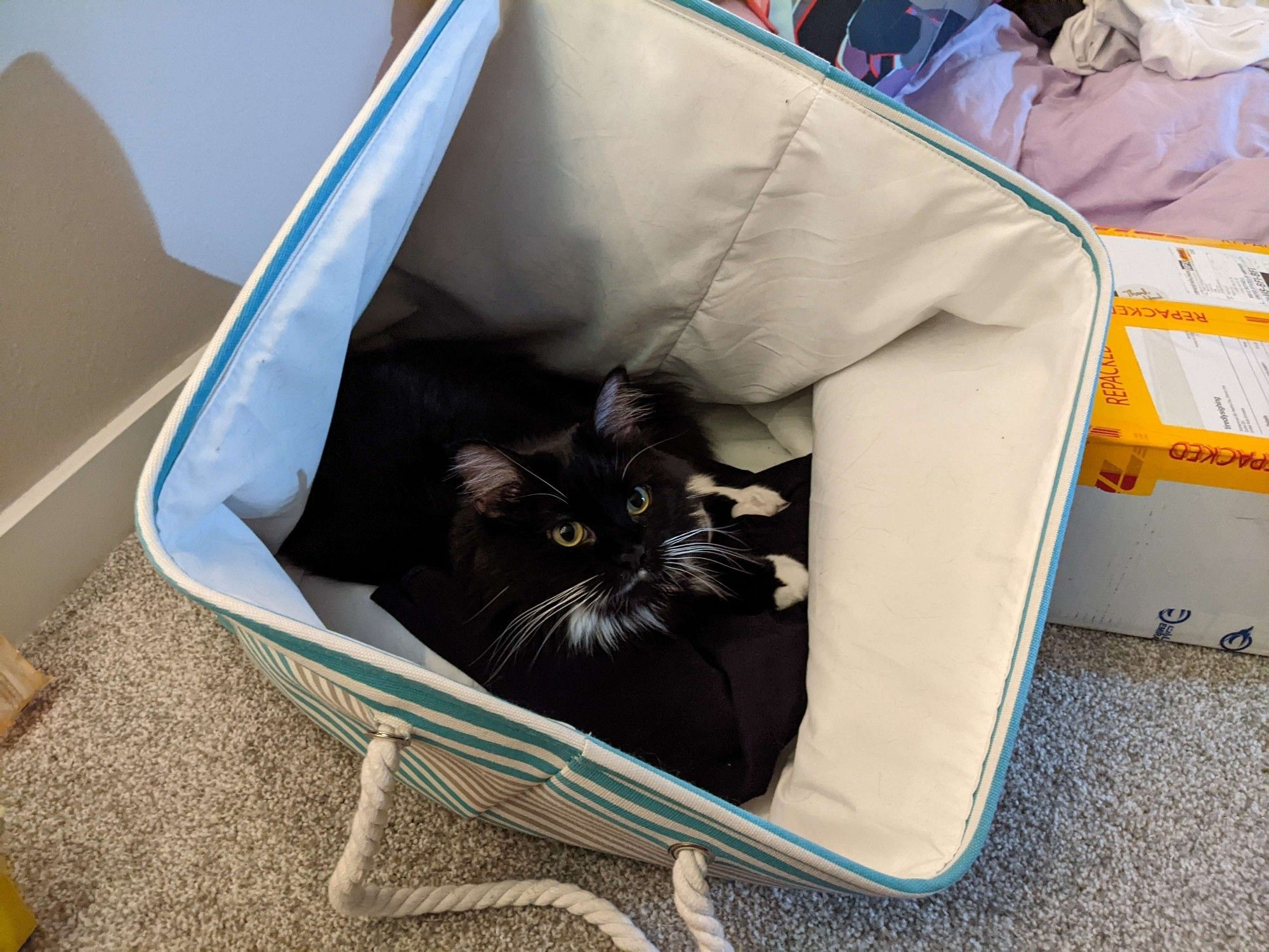 Two photos of my dear sweet cat Bliko in the laundry basket