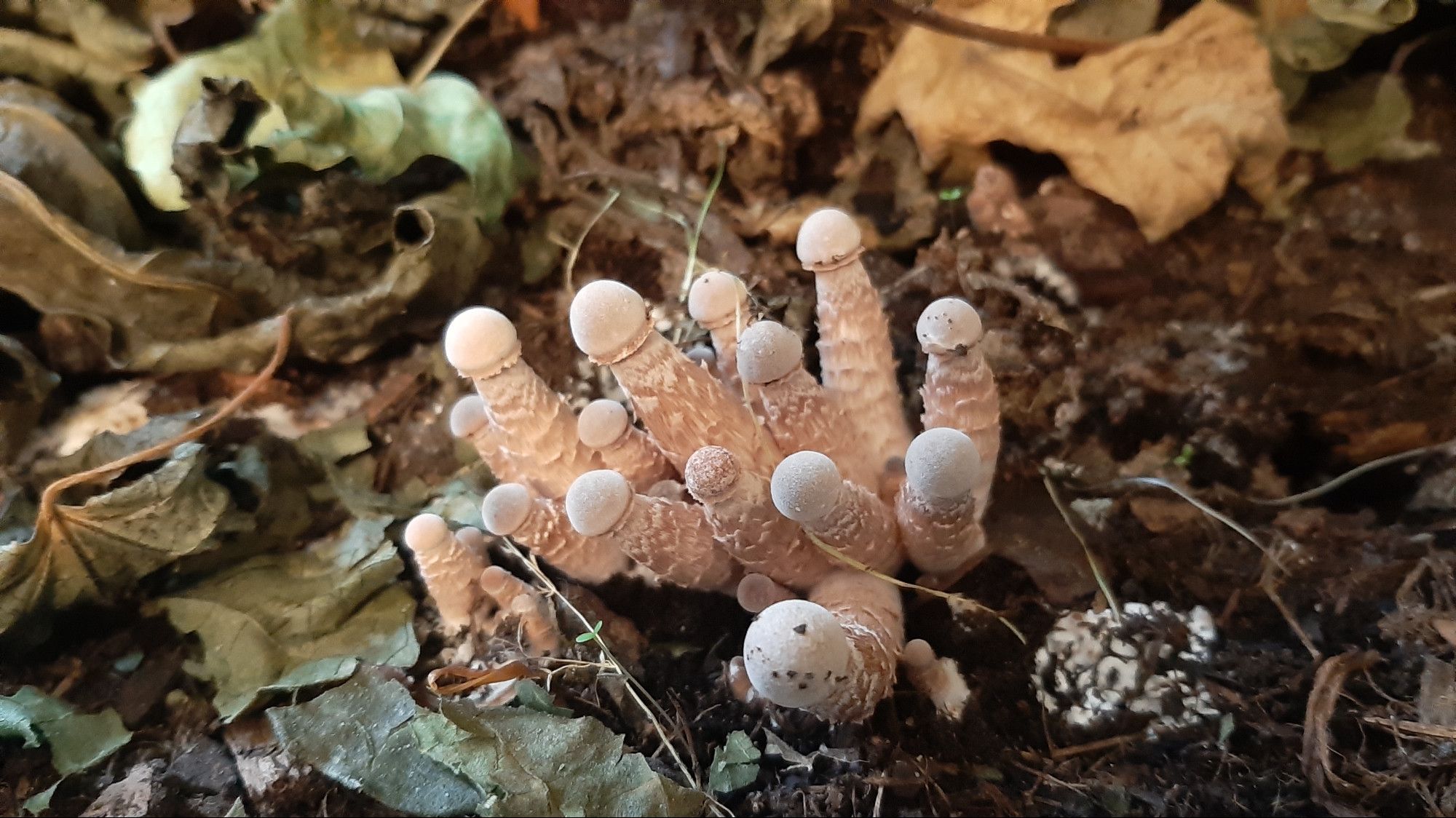 Pilze in einem Blumentopf.