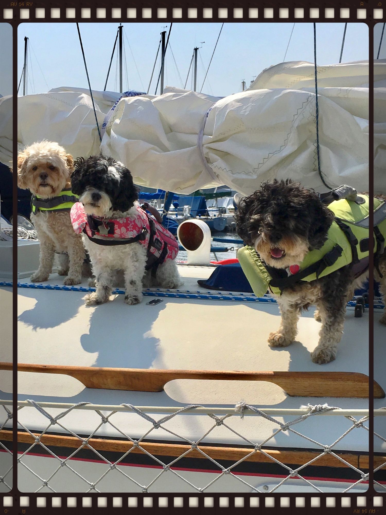 Three small dogs in life jackets on a sailboat. 