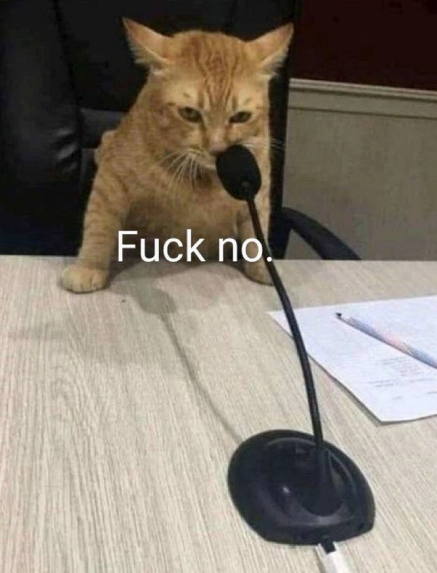 An orange boi cat saying "Fuck no" into a microphone 🎤