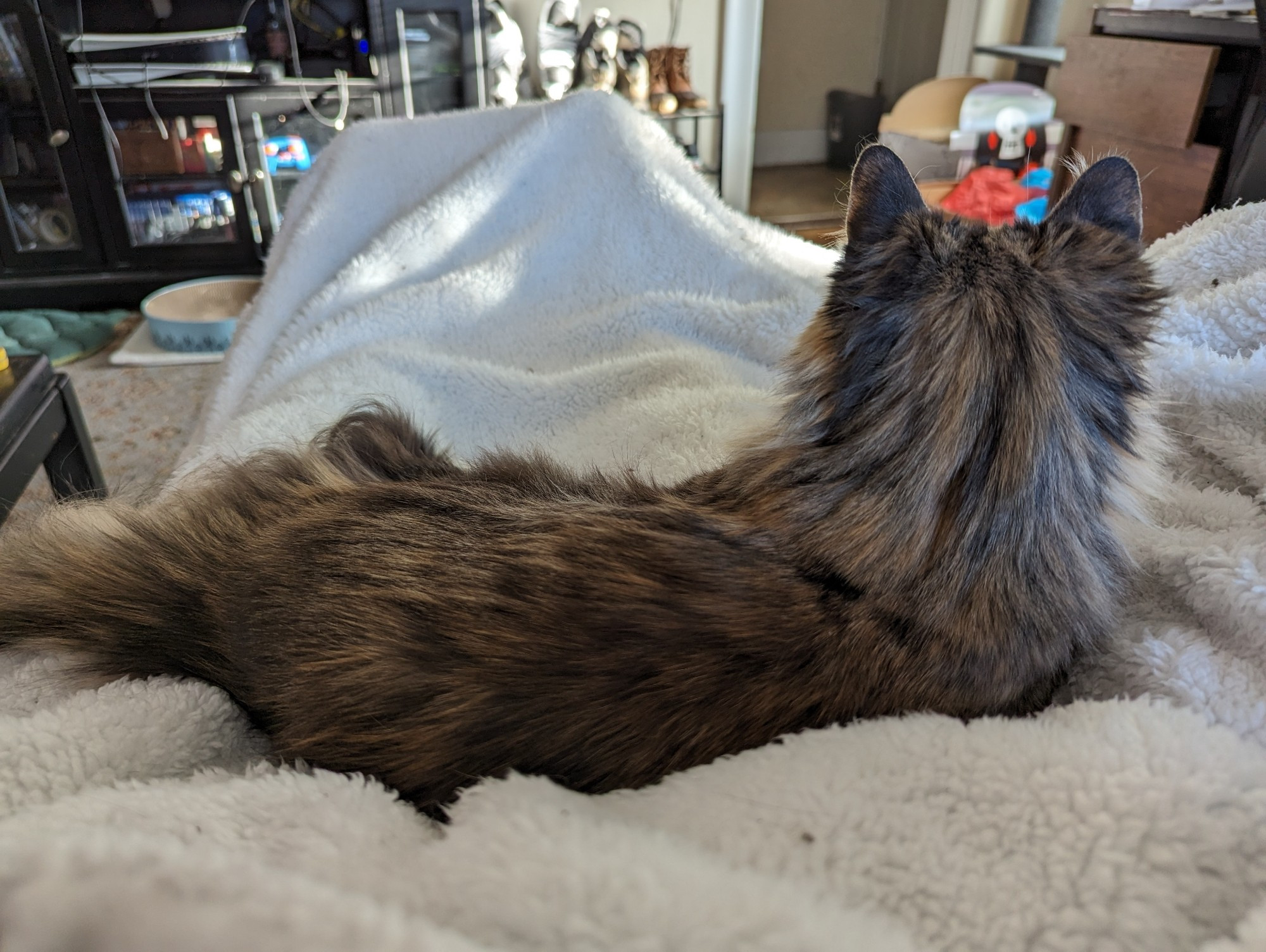 A small long haired cat sitting on a white fluffy blanket on my lap