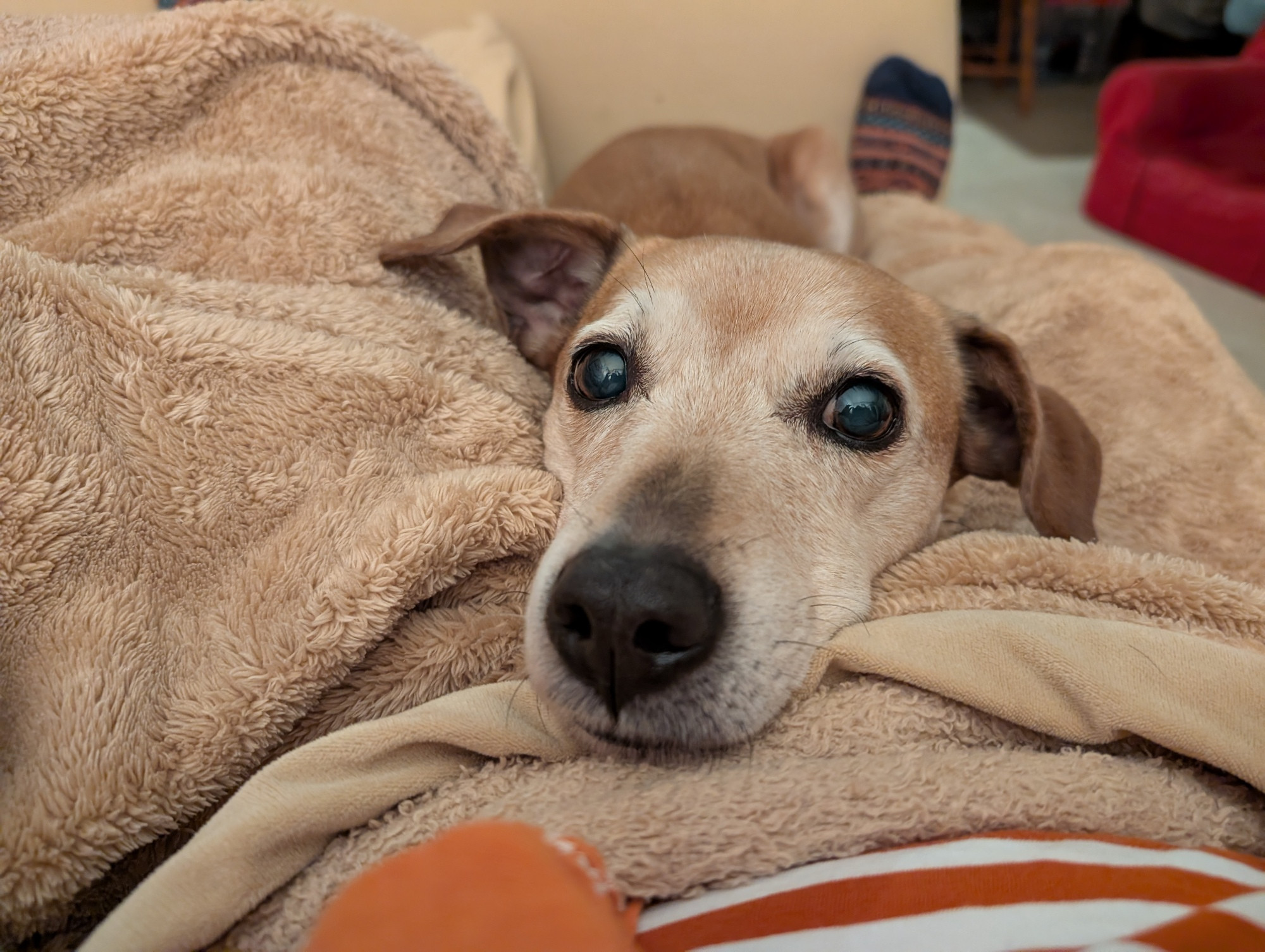 A brown dog going grey in the face lies between my legs with her head on my belly, snoot facing the camera. Her eyes are big and black, but you can see some light reflected by her cataracts. 