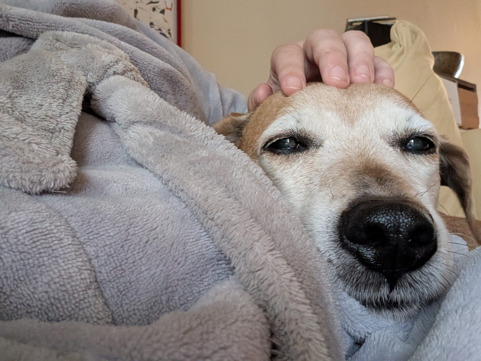 A brown dog going grey in the face rests her head on my lap. Her black nose is just begging for a boop. 