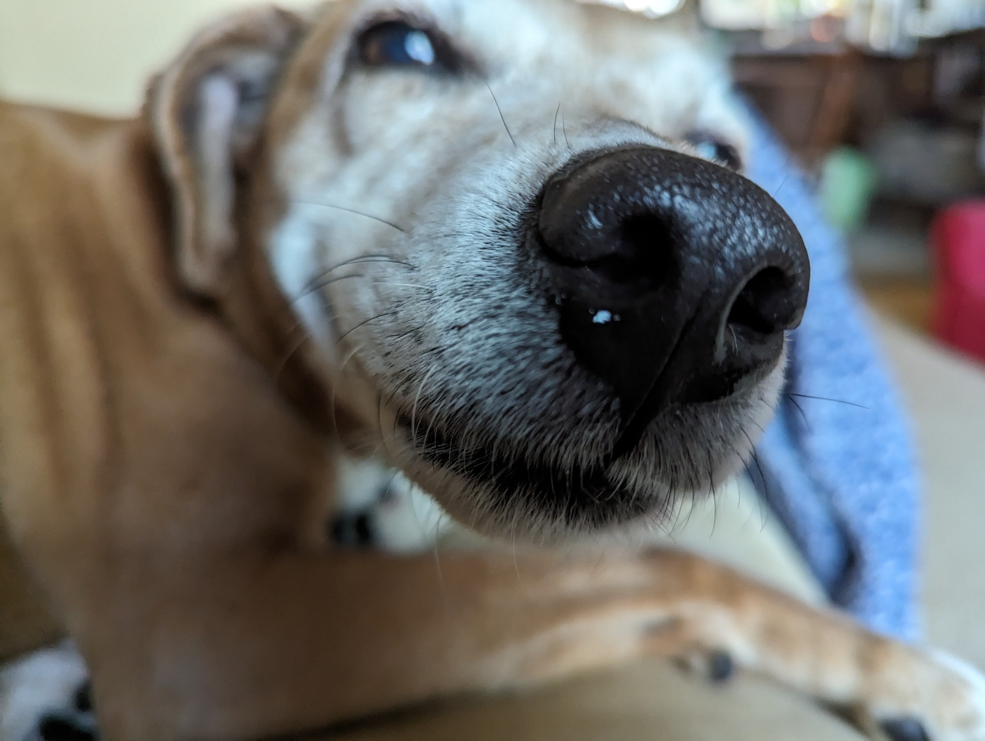 YOU CAN'T HANDLE THIS SNOOT.