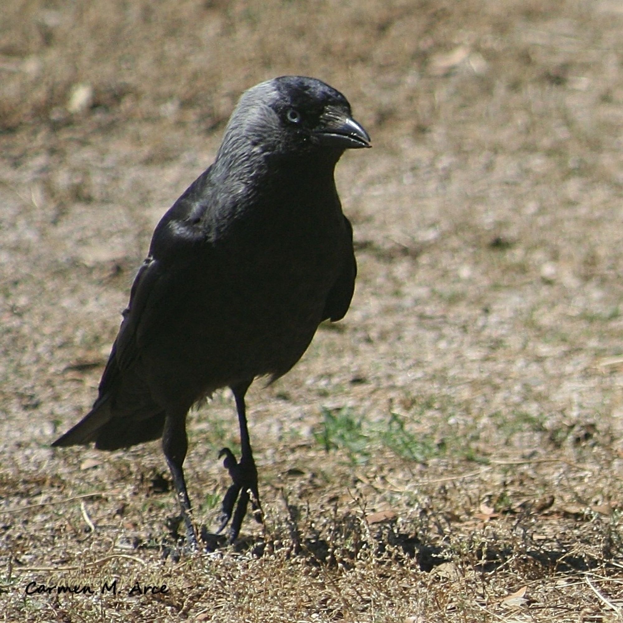 Grajilla, pájaro negro con ojos azules, dando un paseo.