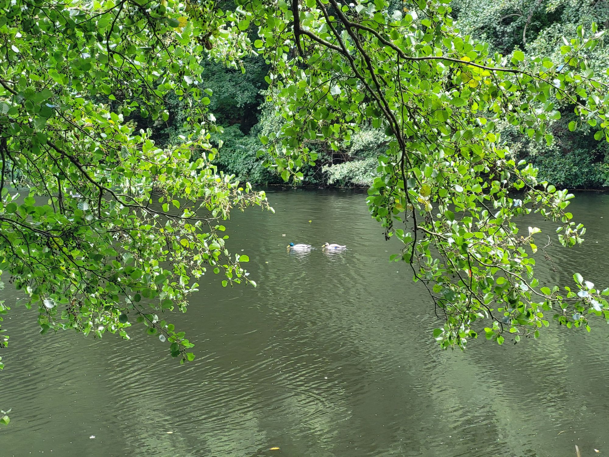 Steinbergsee im Steinbergpark in Berlin Reinickendorf