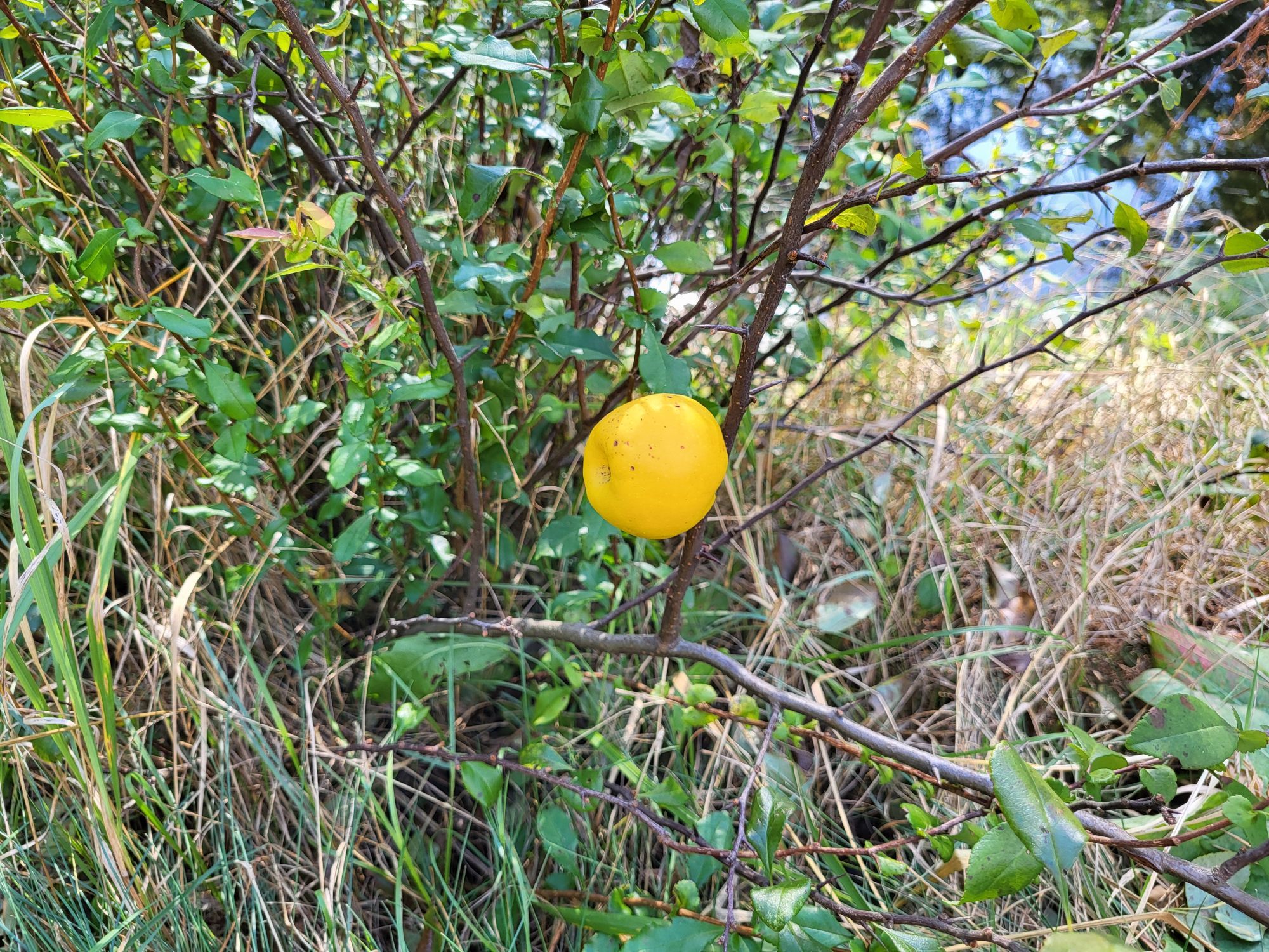 A yellow fruit on a bush