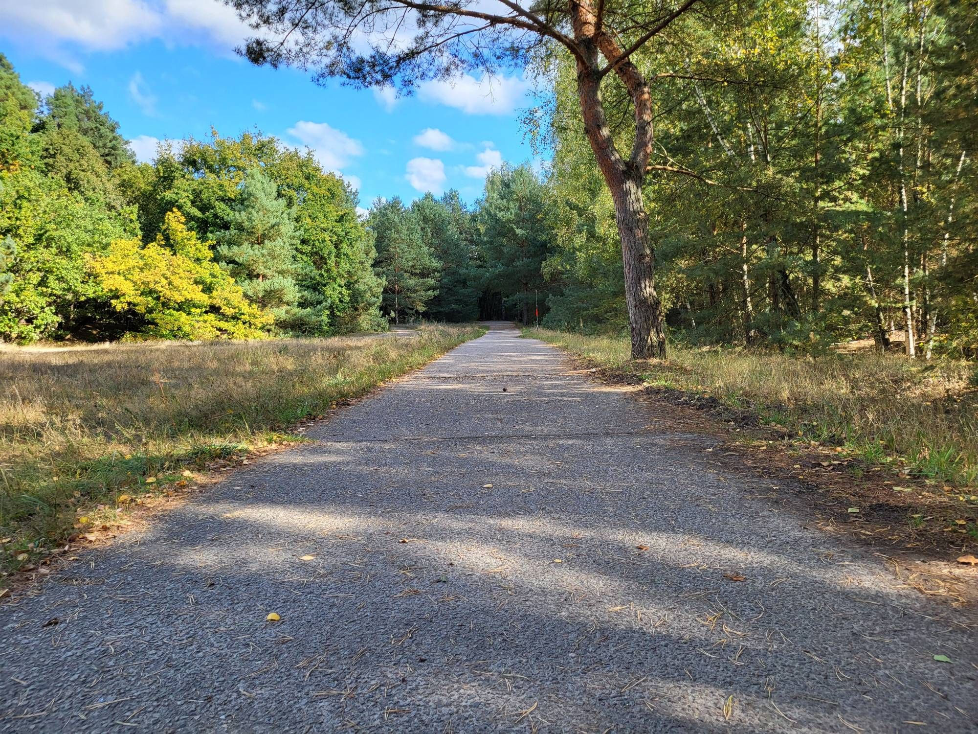 Mauerweg im Tegeler Fließ bei Schildow. Das Foto zeigt ein Stück asphaltierten Weg, rundherum sind Bäume zu sehen, links eine Wiese. Der Weg macht im Hintergrund eine Kurve nach links.