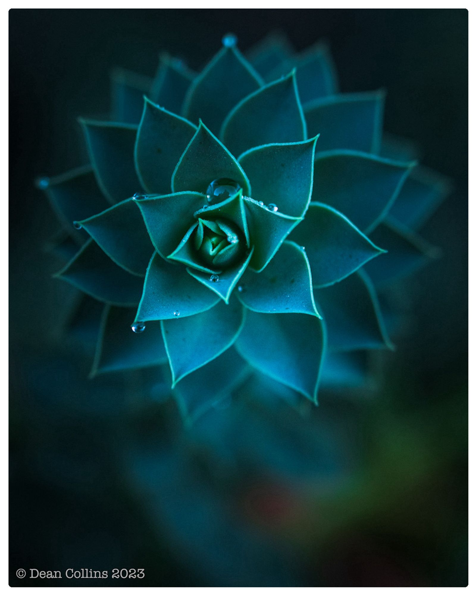 Looking down the end of a spiky spiralling euphorbia plant in a blue green light