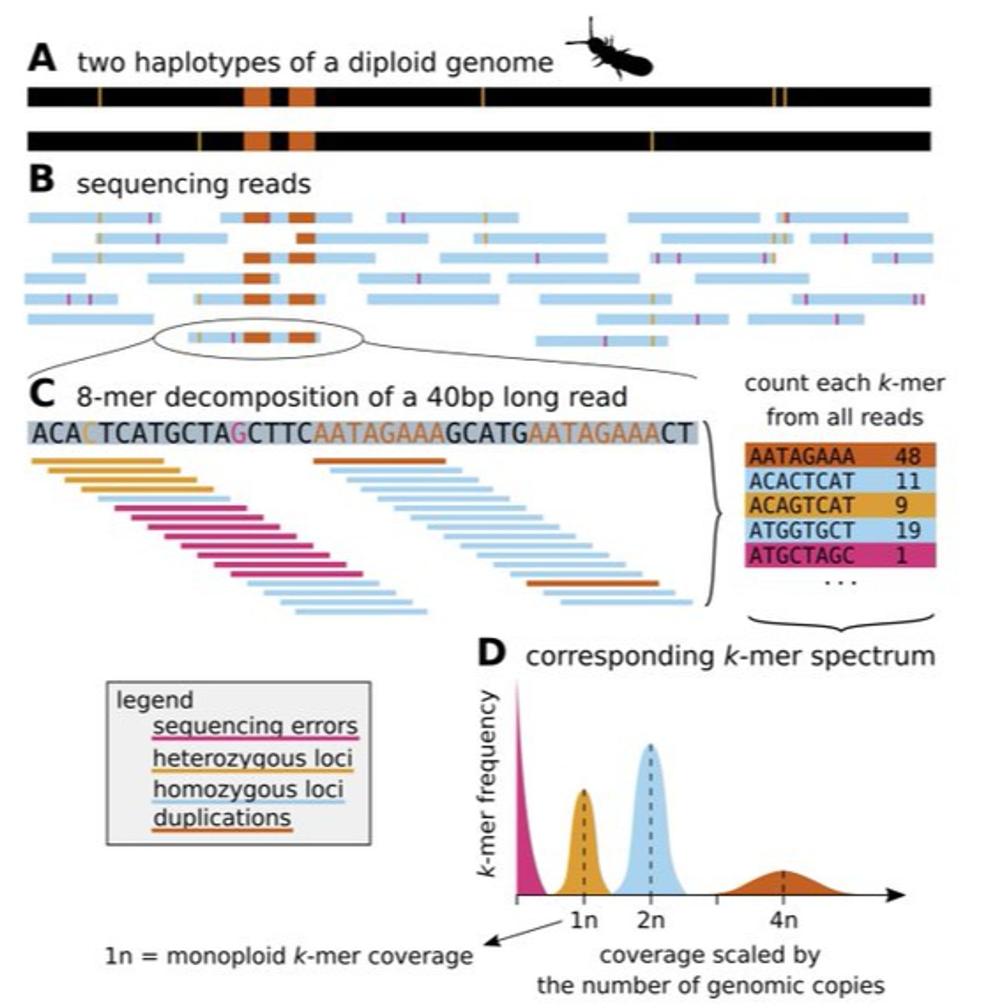 Shows the route from sequencing a genome, decomposing reads into k-mers and tranforming their coverages into a k-mer spectrum with explanation of where the individual coverage peaks would be located.