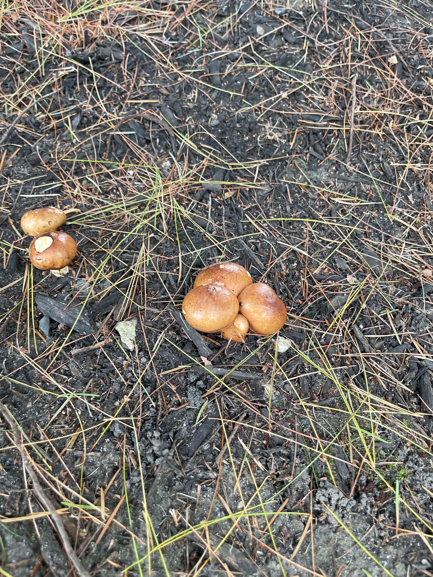 Mushrooms