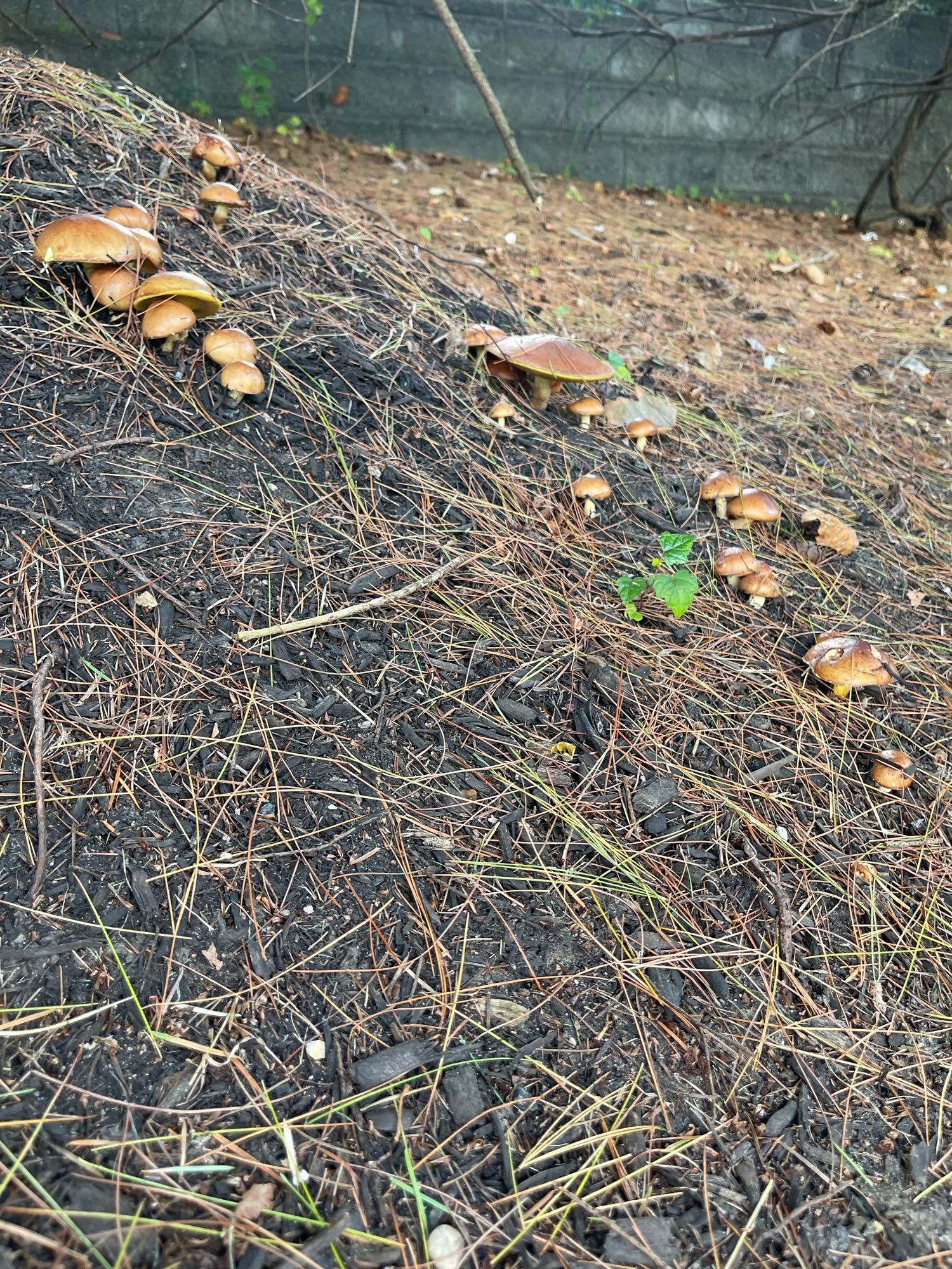 Mushrooms