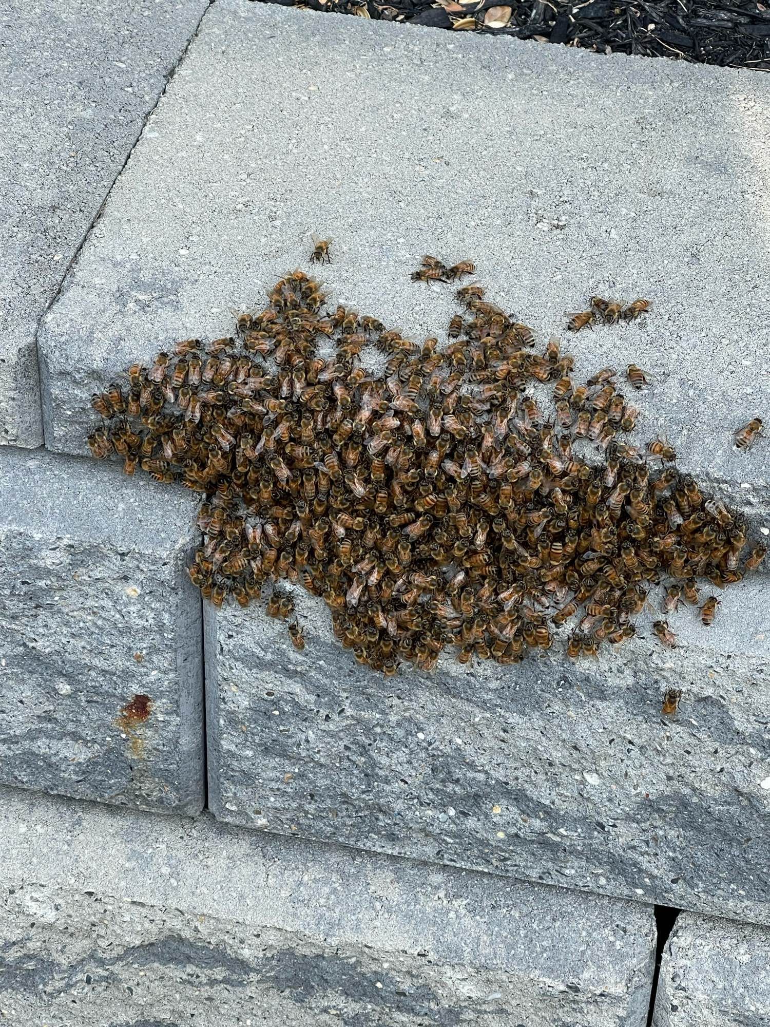 Bee cluster