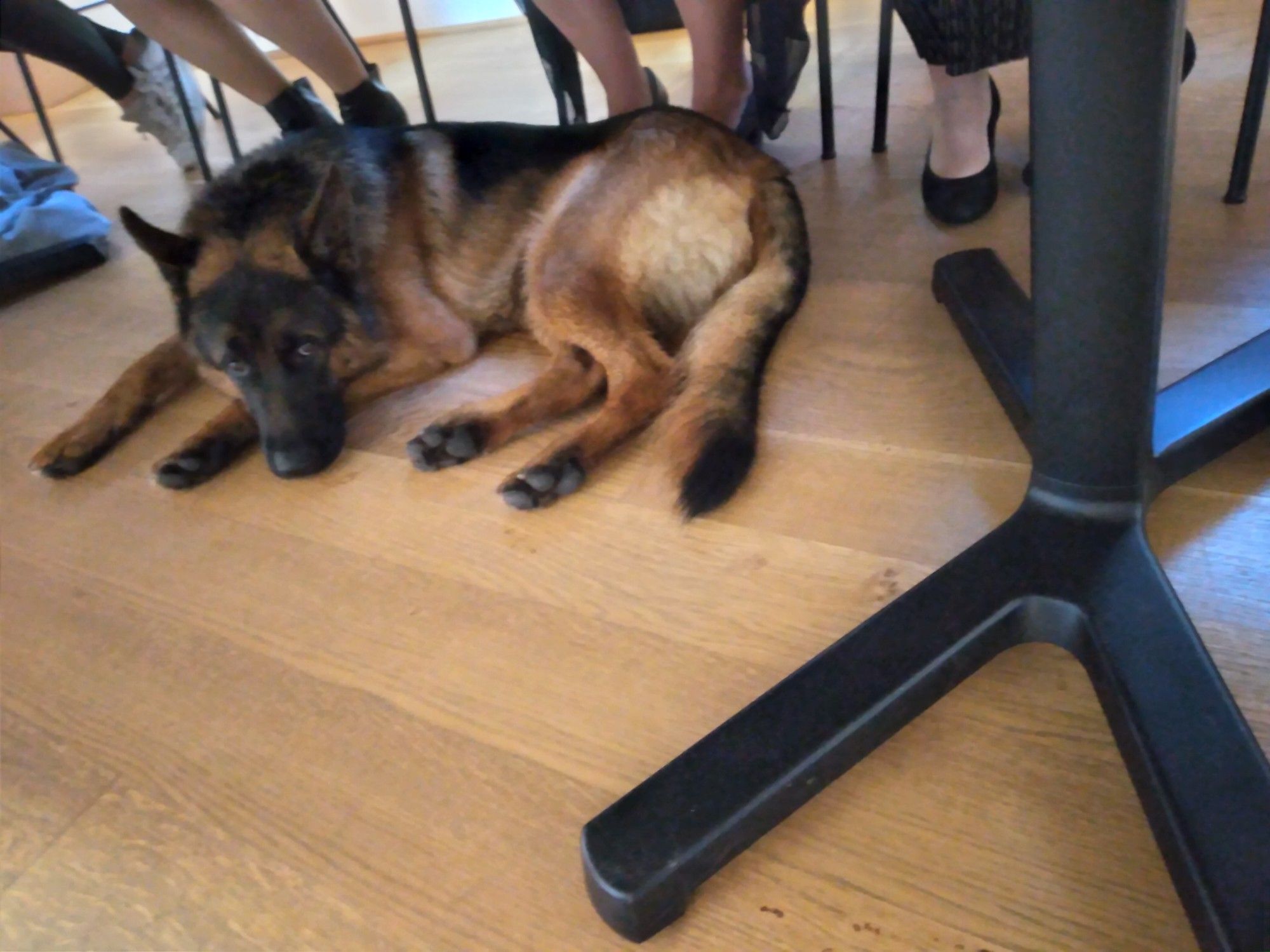 Schäferhund liegt unter einem Tisch