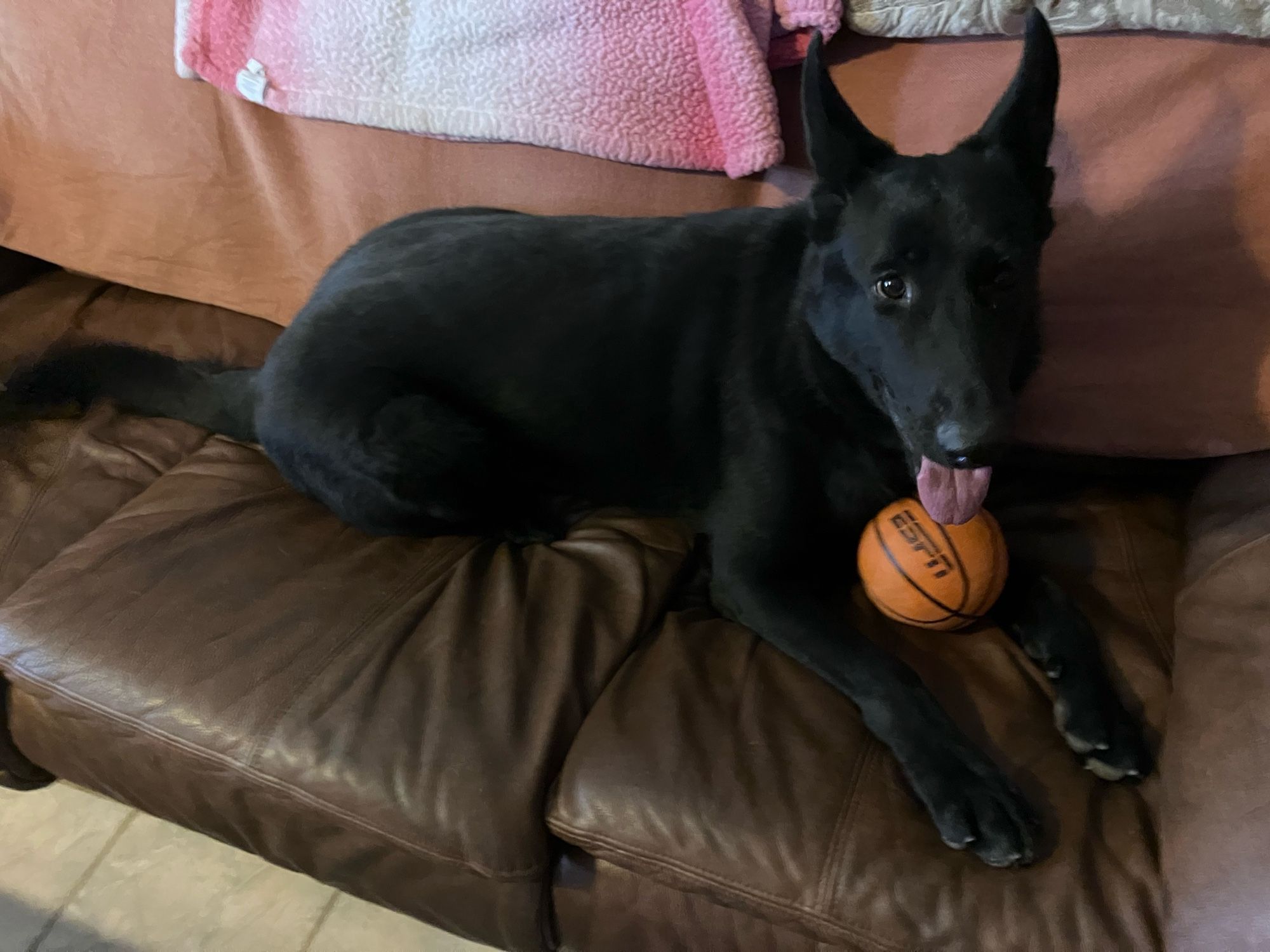 vanian my black german shepherd holding a small basketball in between her front legs.