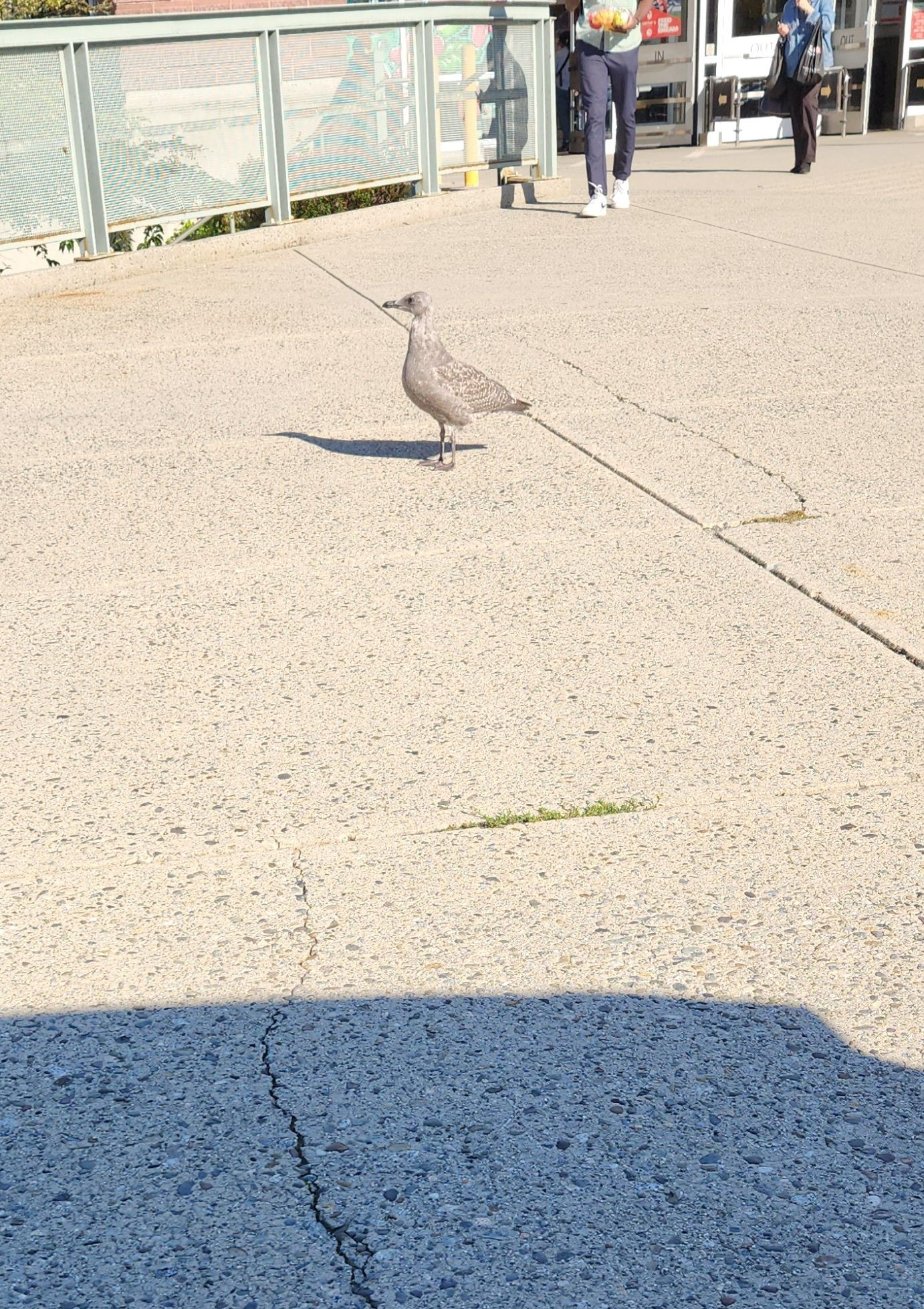 Juvenile seagull standing on the sidewalk looking lost and hapless.